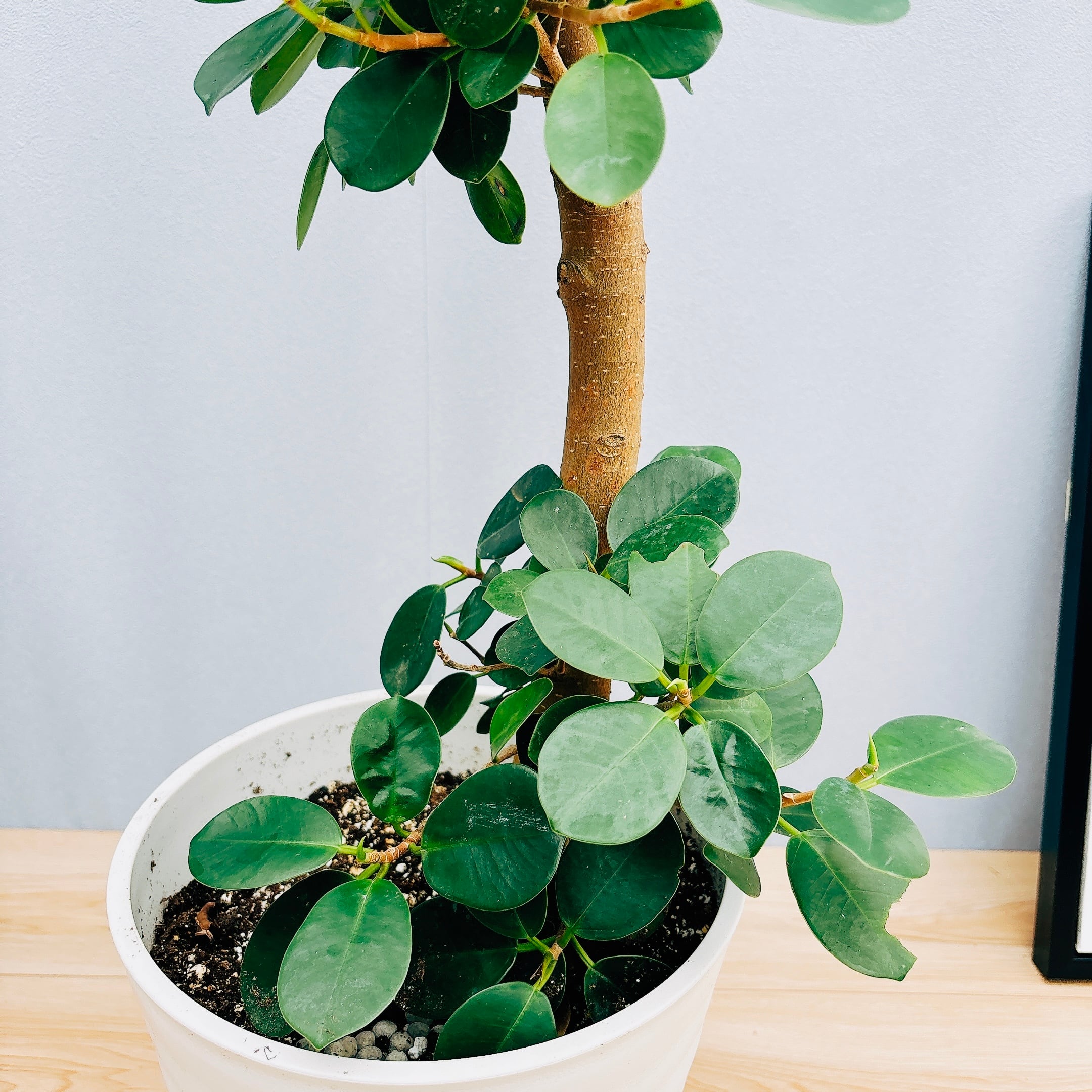 パンダガジュマル 斑入り 超希少 接木・鉢込 発根済み S*E様 パンダ