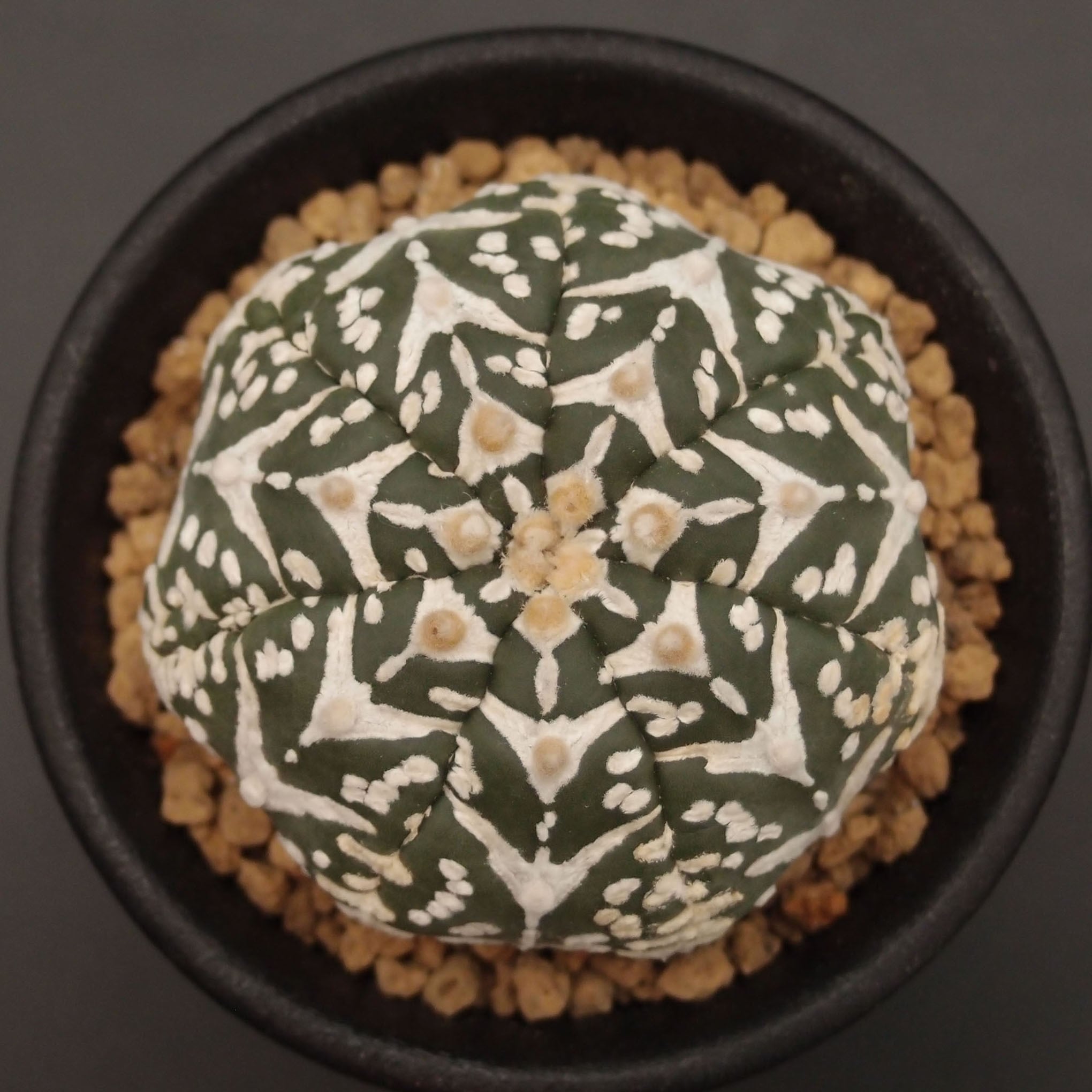 V-type 兜 (2512-V10)：アストロフィツム属 ※実生 | 万緑 BAN RYOKU