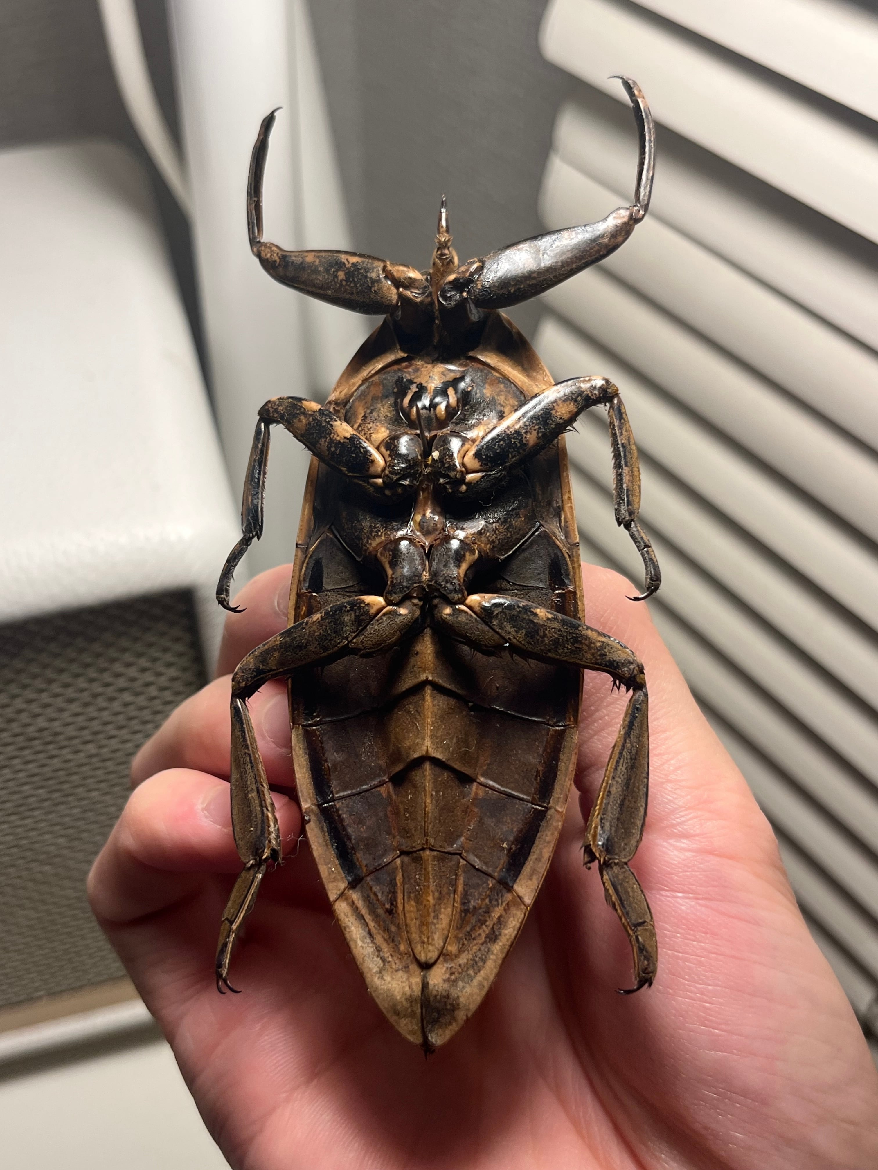 田亀最大種】ナンベイオオタガメの昆虫標本 タランチュラムカデ