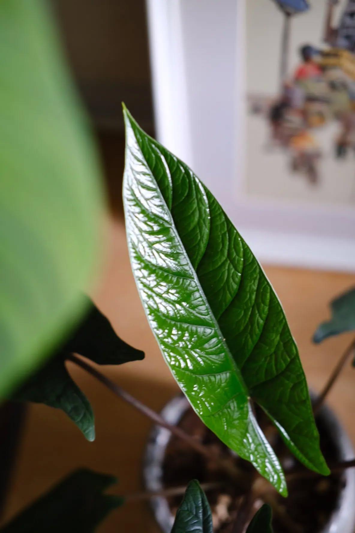 アロカシア スカルプラム / Alocasia Scalprum / 観葉植物<育て方・花