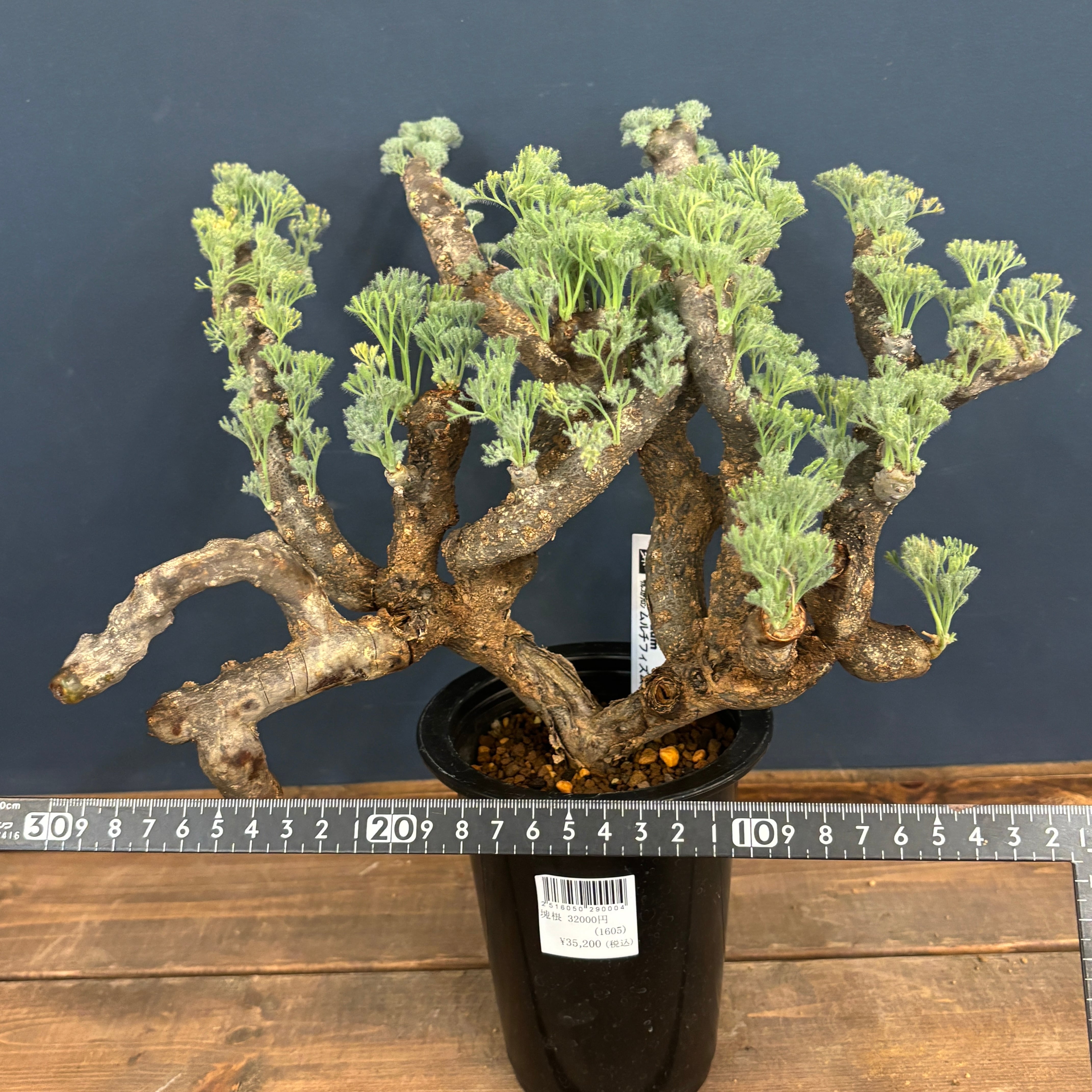 サルコカウロン ムルチフィズム 現地株【605】 | PROTOLEAF プロトリーフ