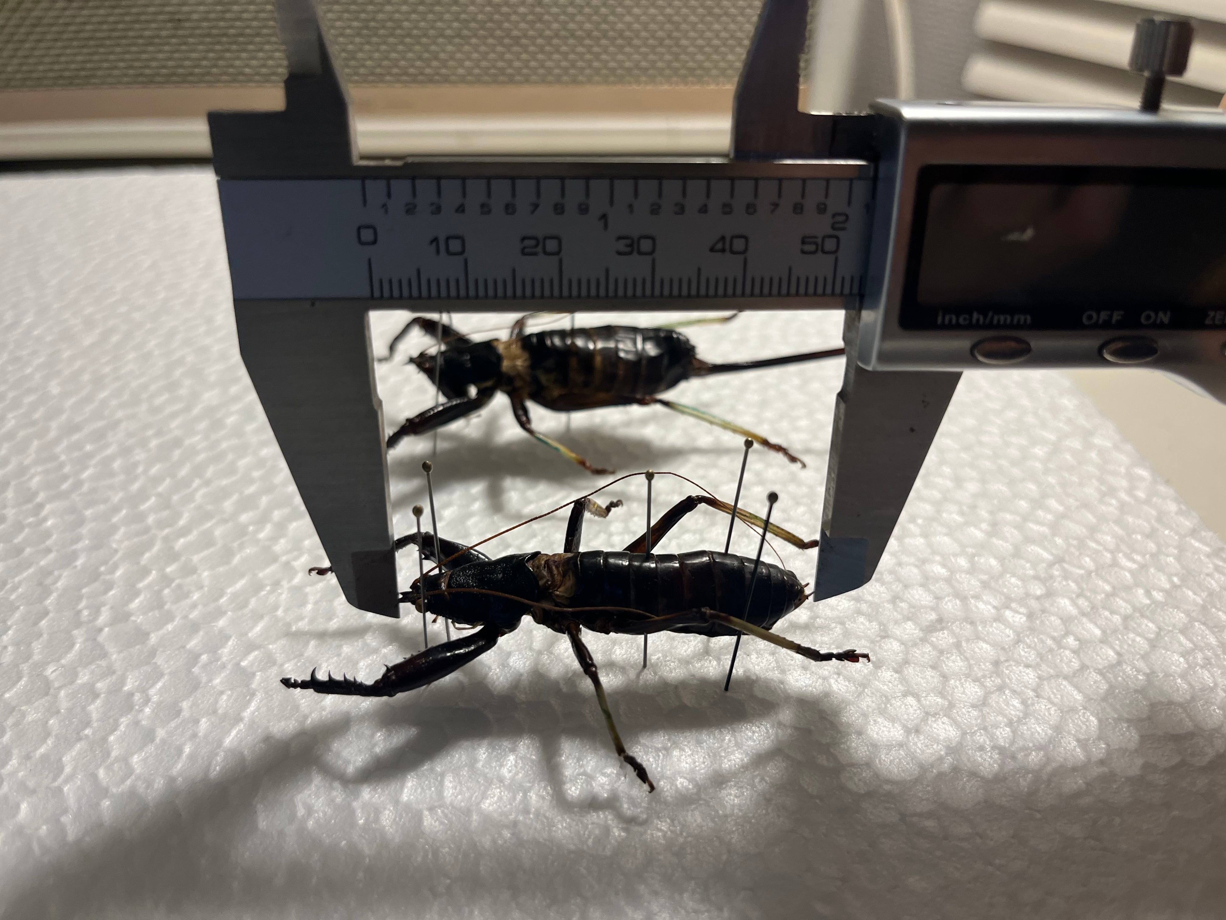 53mm♂】マッチョキリギリス コロギス リオック ロブスターキリギリス