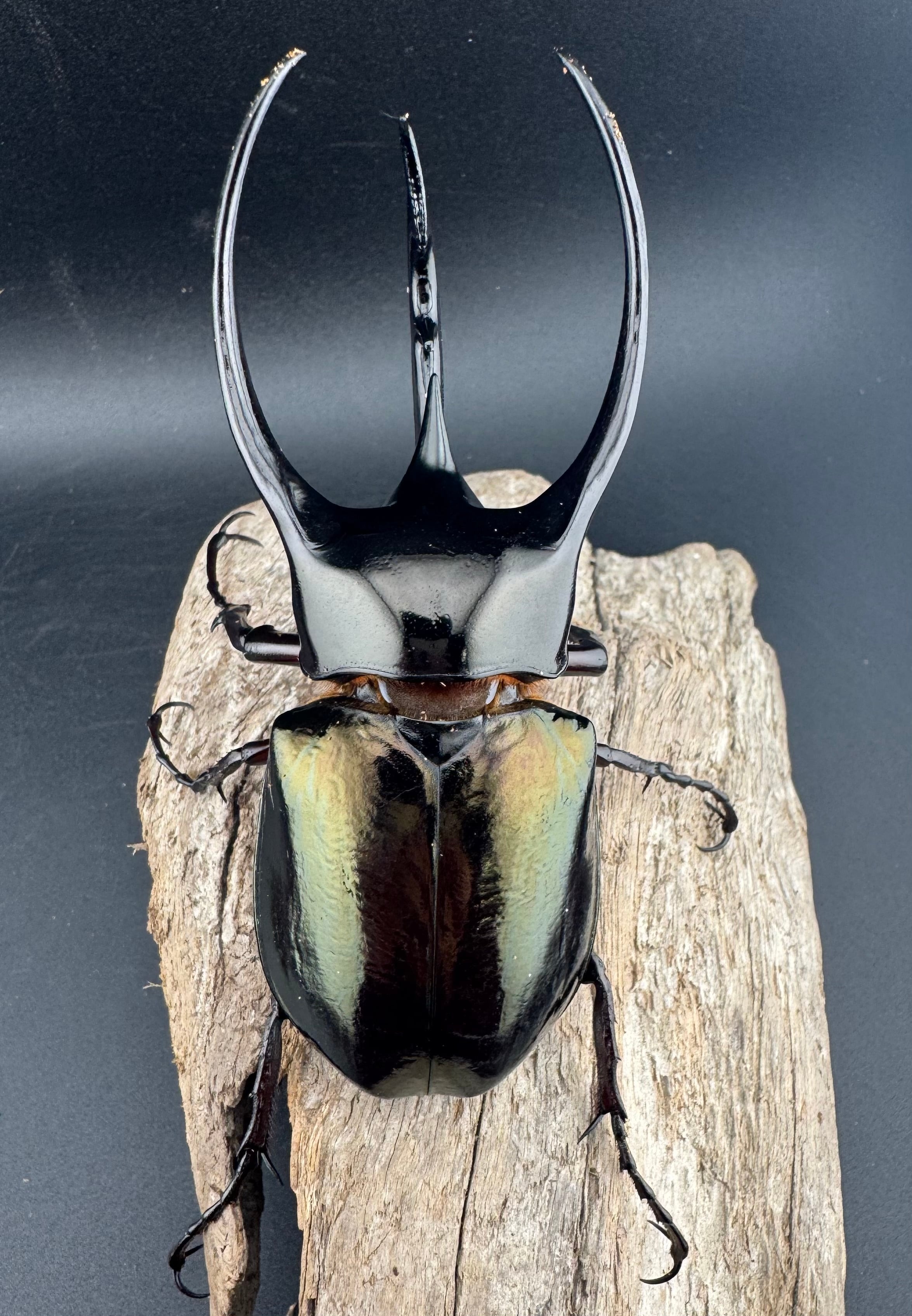 WD】《ジャワコーカサスオオカブト 105.5mm ペア》 | KPW公式