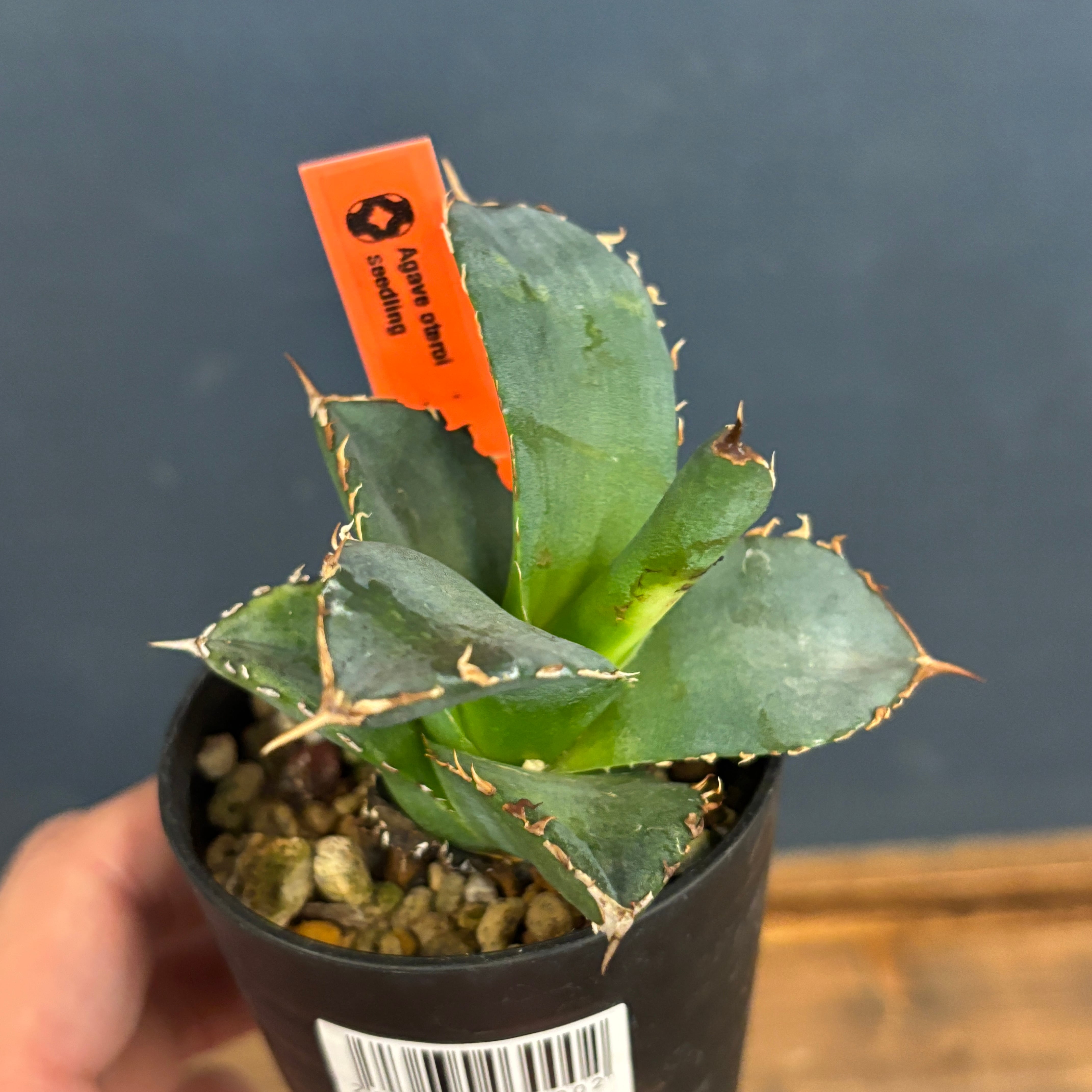 アガベ オテロイ 実生【399】 | PROTOLEAF プロトリーフ