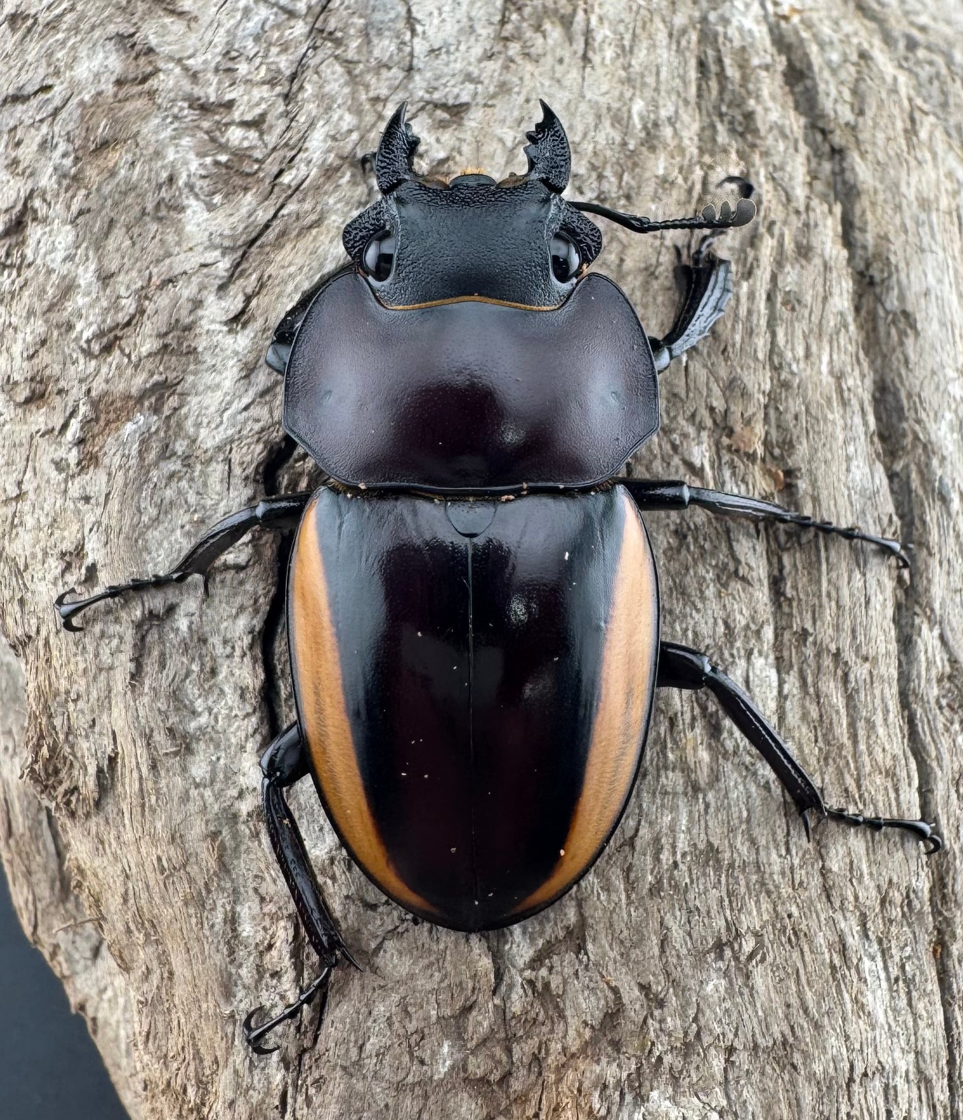 WD】《スチーブンスツヤ亜種duivenbodei 40mm ♀単》 | KPW公式