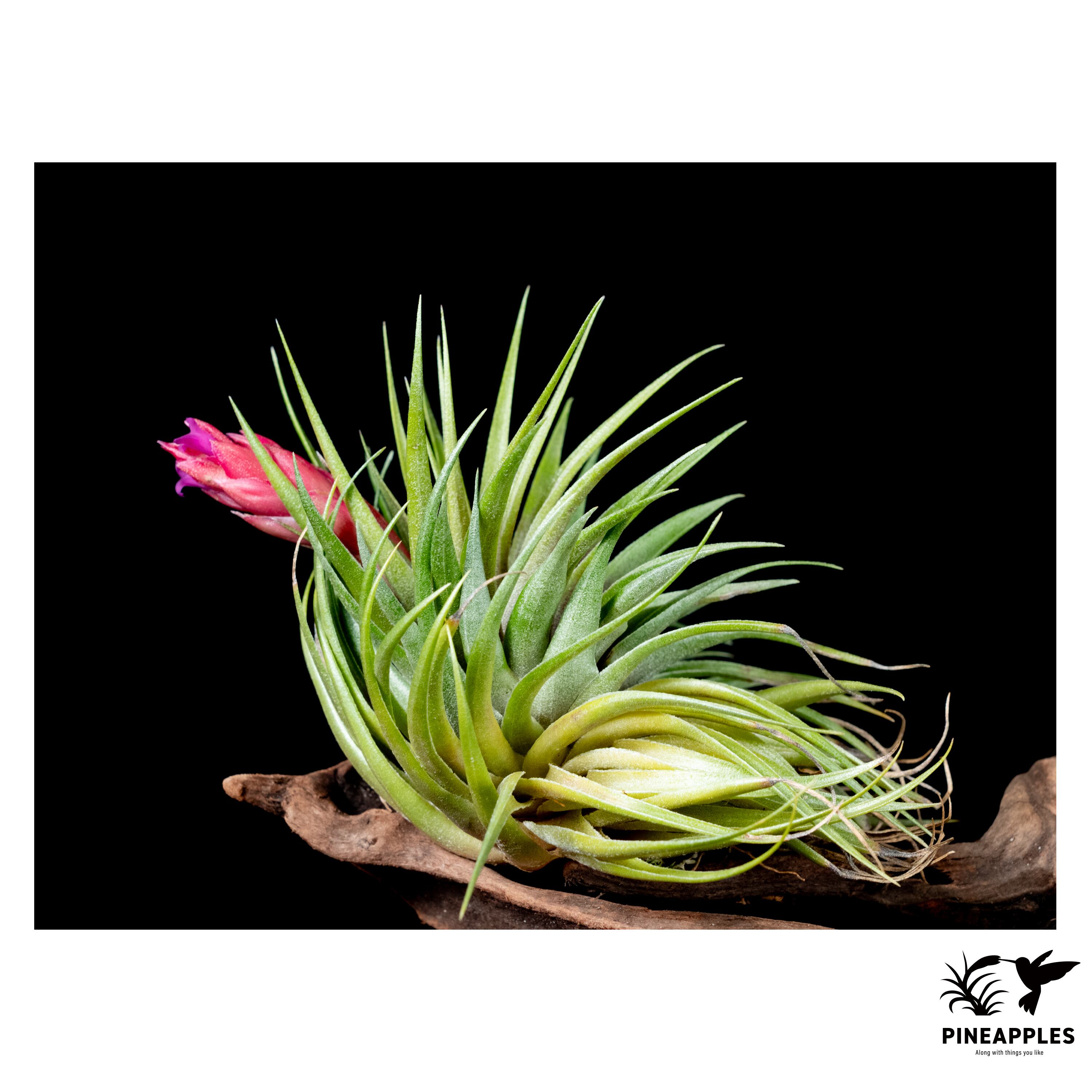 Tillandsia kautskyi (kautskyi x geminiflora) 花芽付き | PINEAPPLES