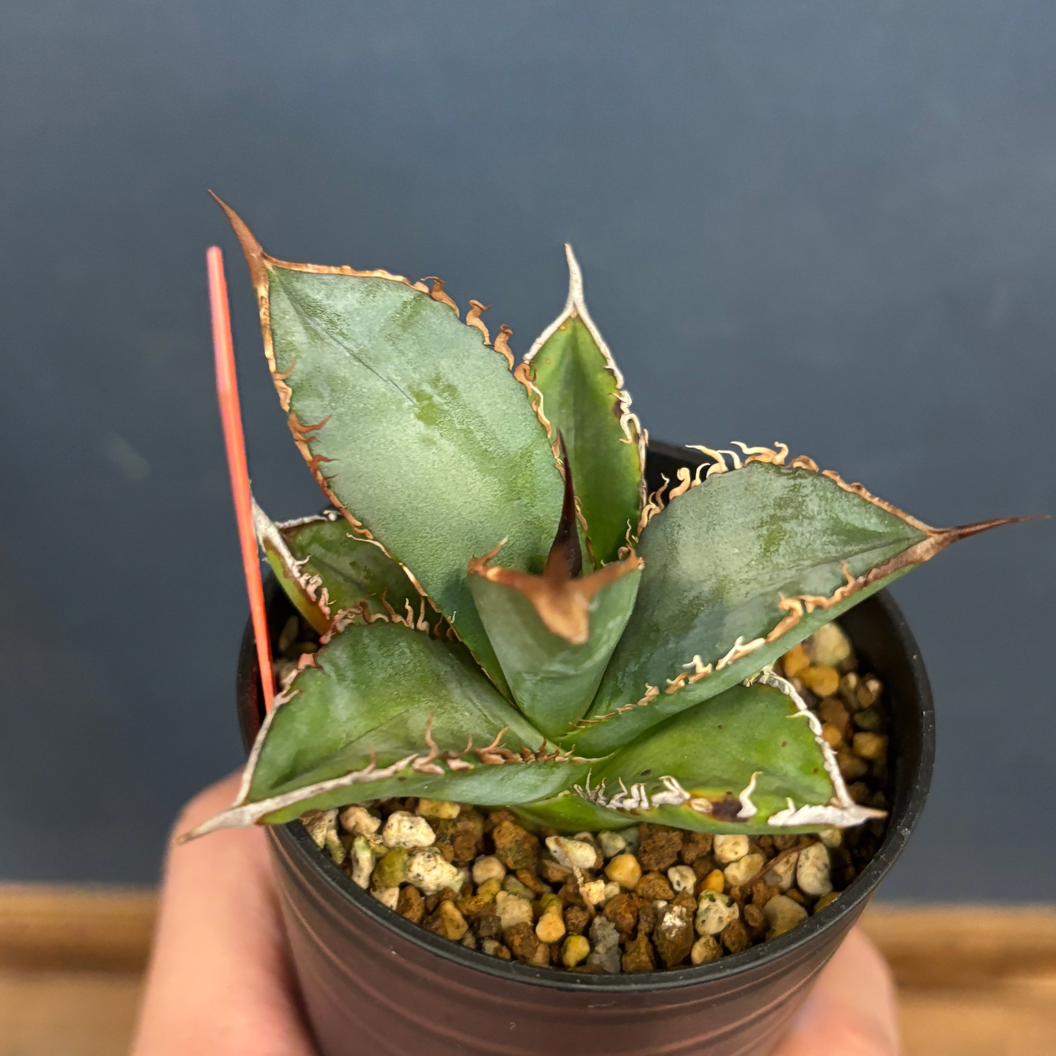 アガベ オテロイ 実生【229】 | PROTOLEAF プロトリーフ