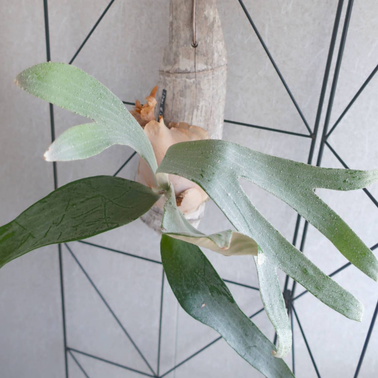 現品【ビカクシダ】P.Omo ''White Lover'' 流木(竹)付け【コウモリラン