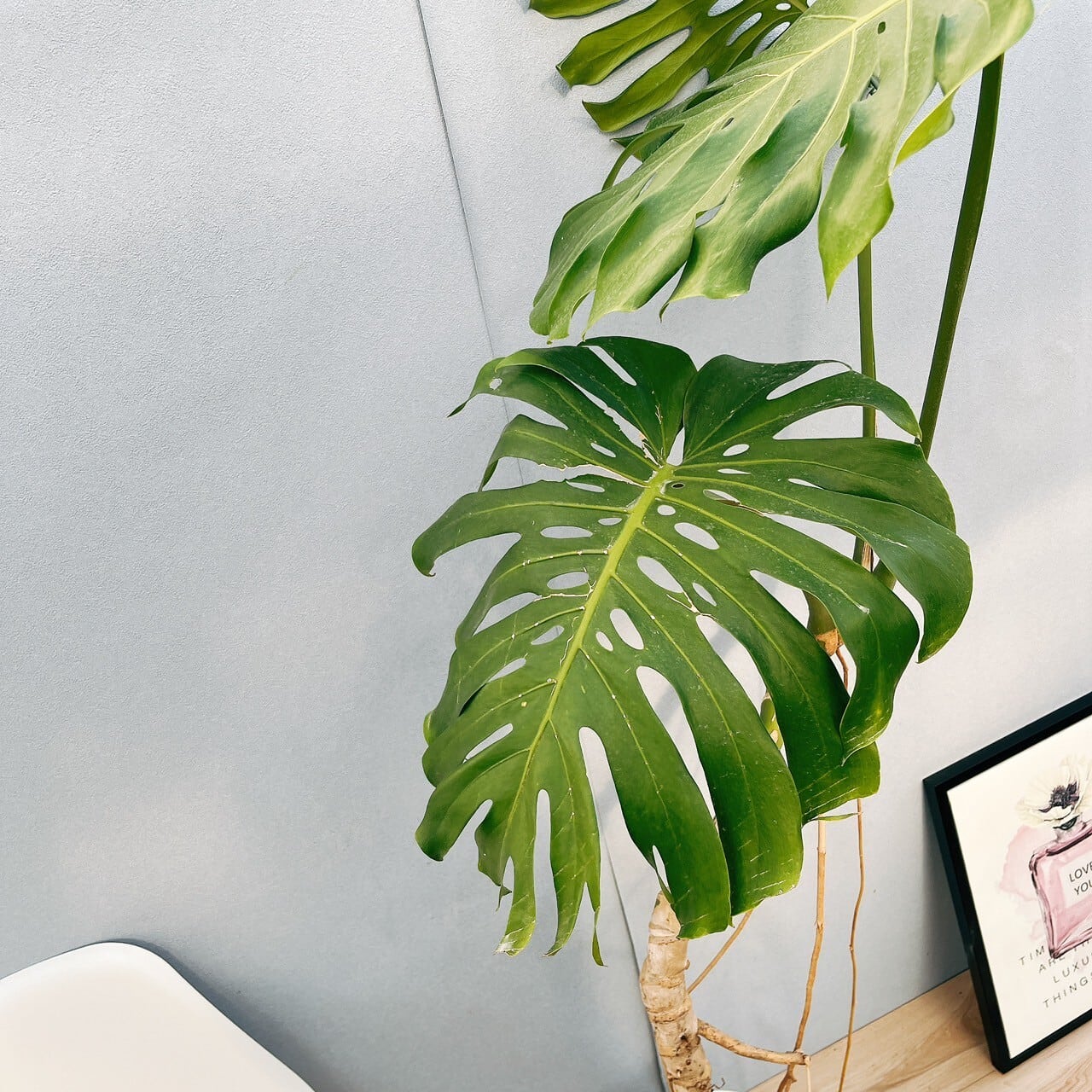 現品］圧巻！ 13番 モンステラ デリシオーサ 幹立ち 8号 観葉植物 室内