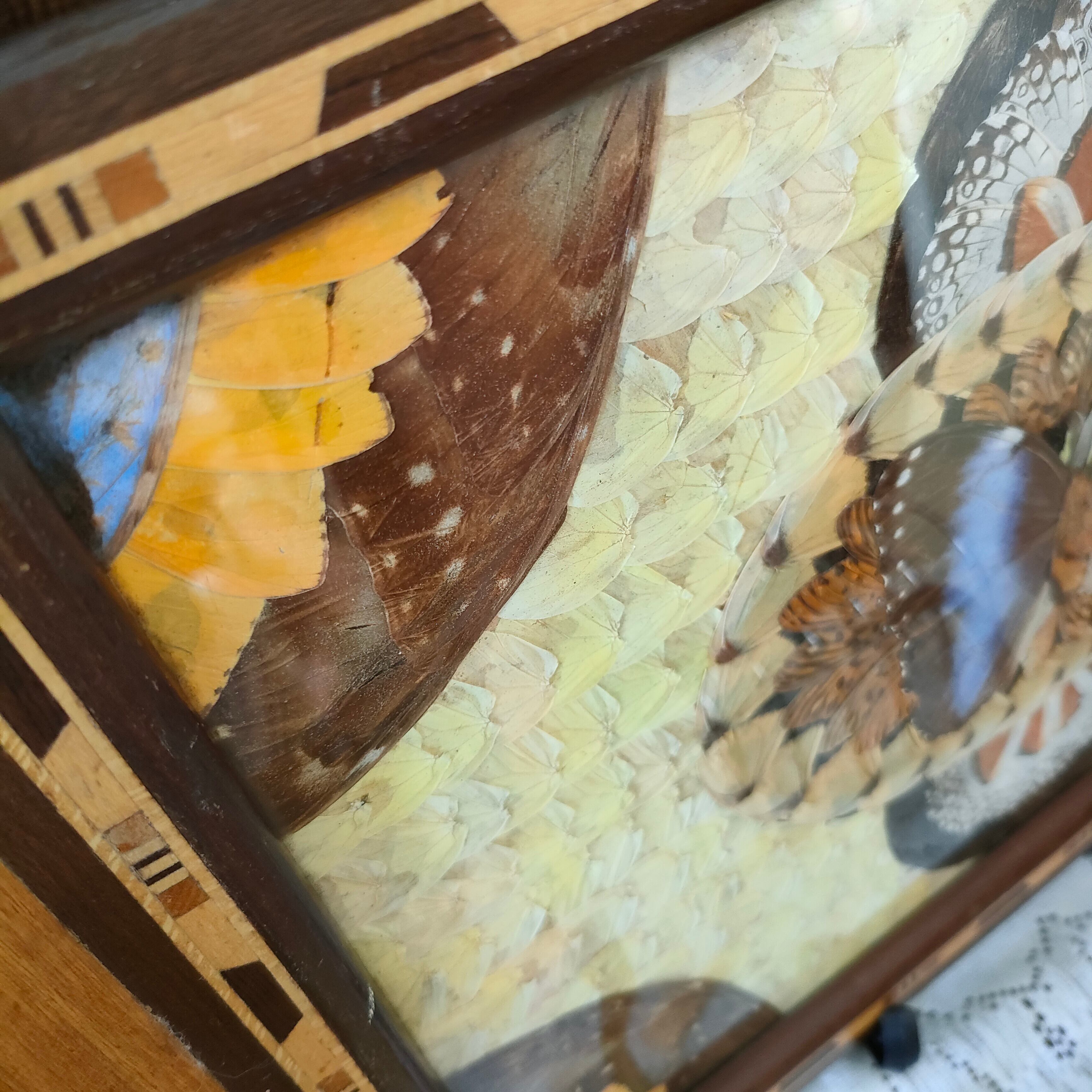 モルフォ蝶 トレー お盆 g024 | BRITISH FAN