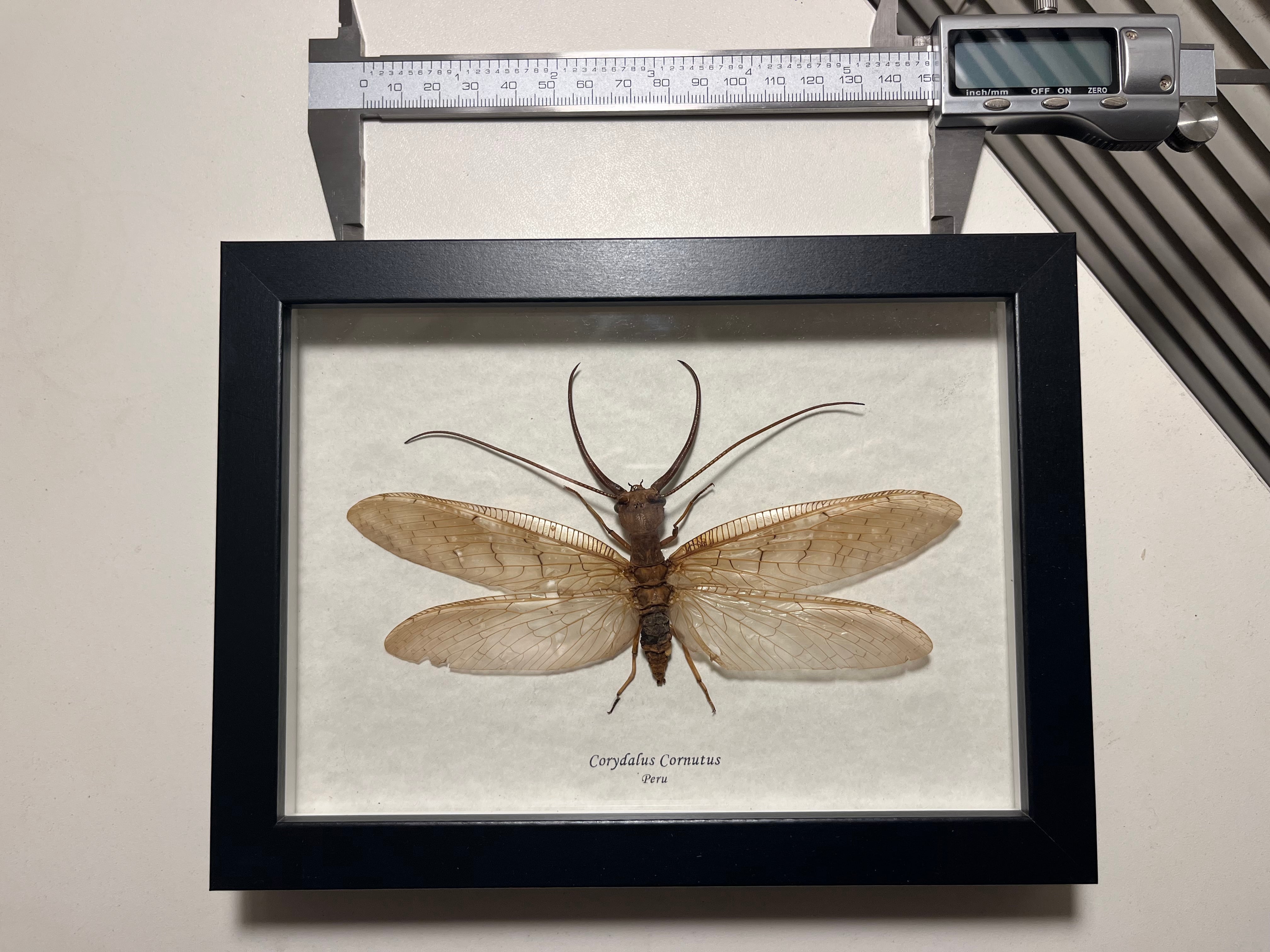 顎特大】オオアゴヘビトンボ ペルー産 奇蟲 タランチュラ ムカデ 標本