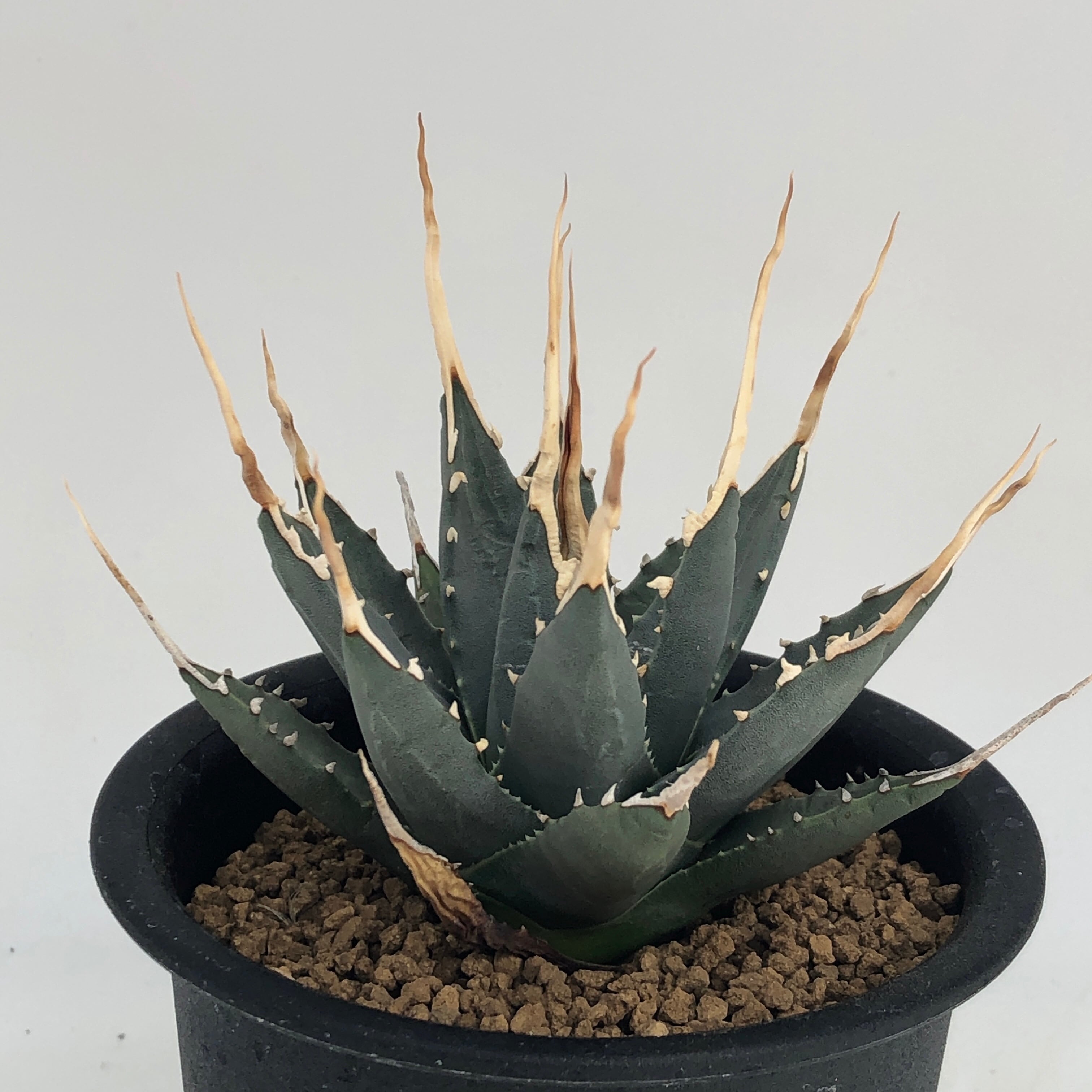 Agave utahensis eborispina | miyudemexico online store