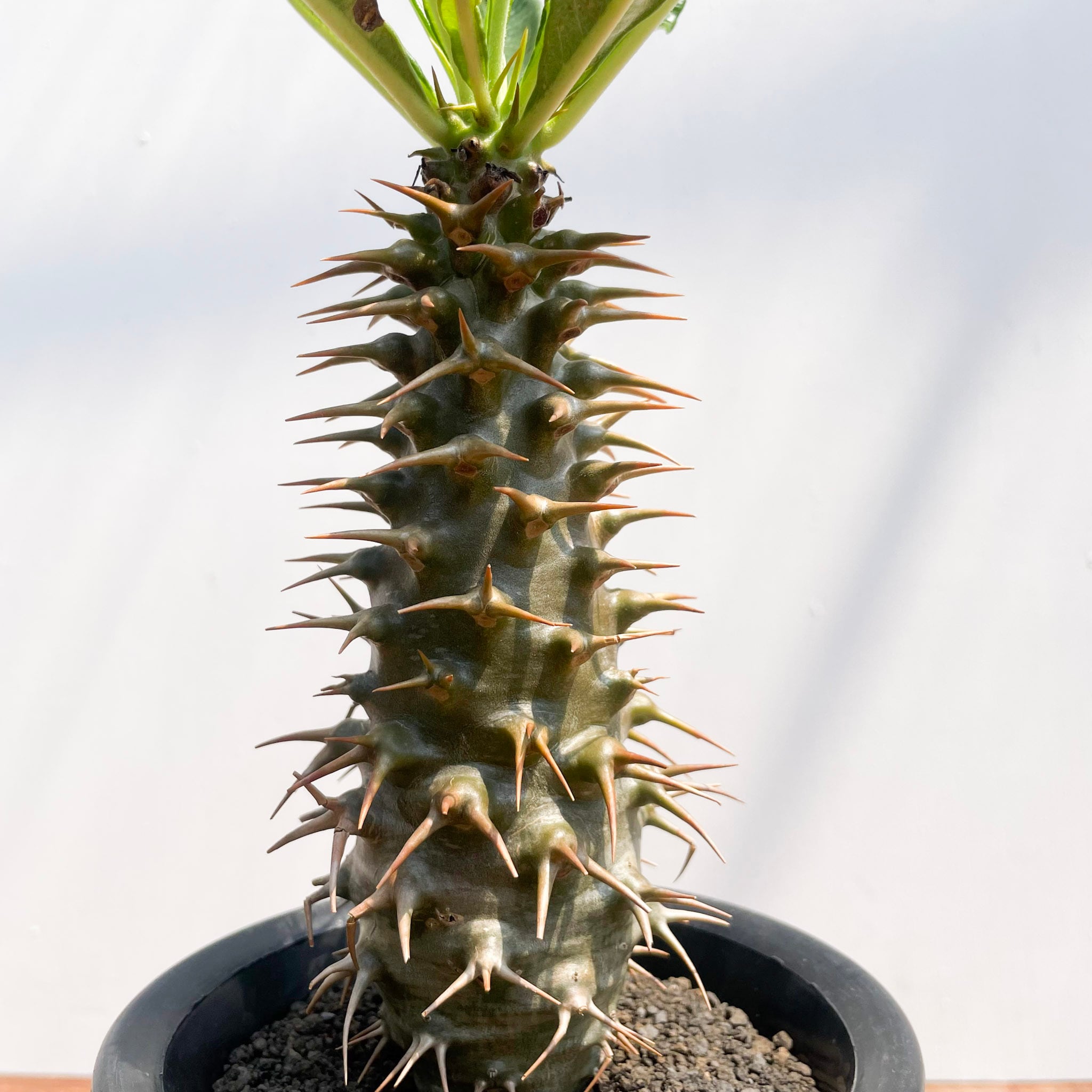 Pachypodium ambongense【パキポディウム・アンボンゲンセ・実生