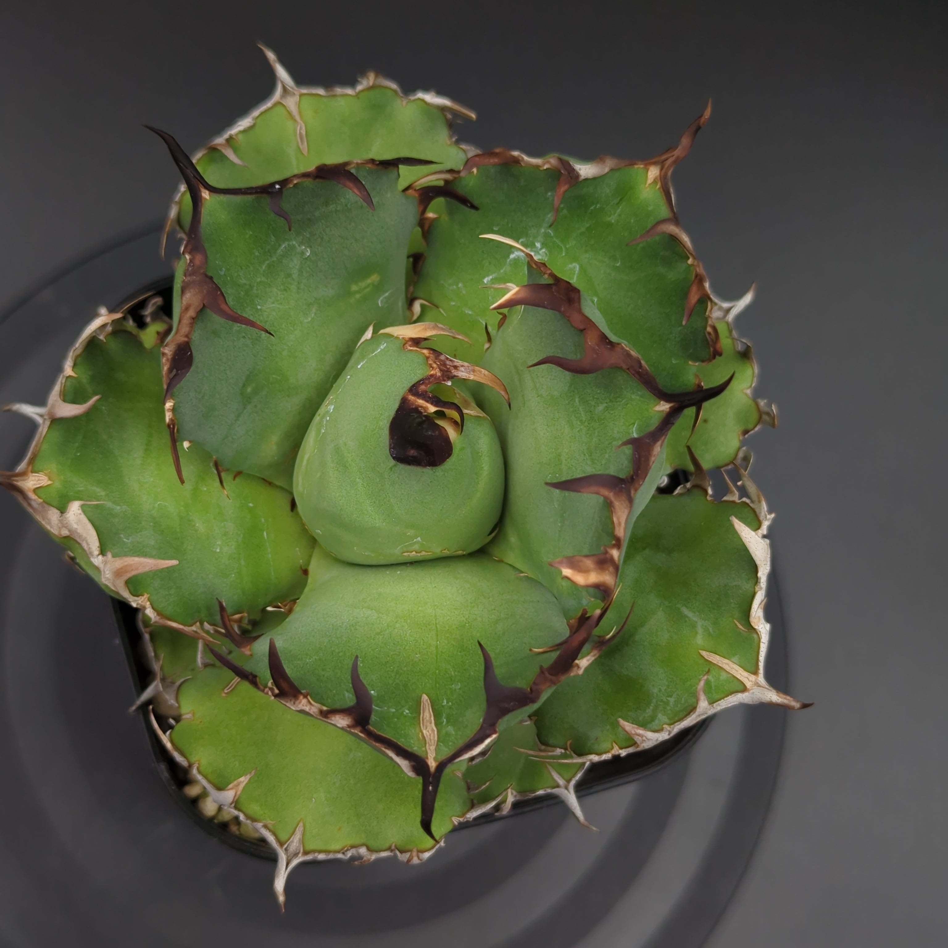 アガベ チタノタ 