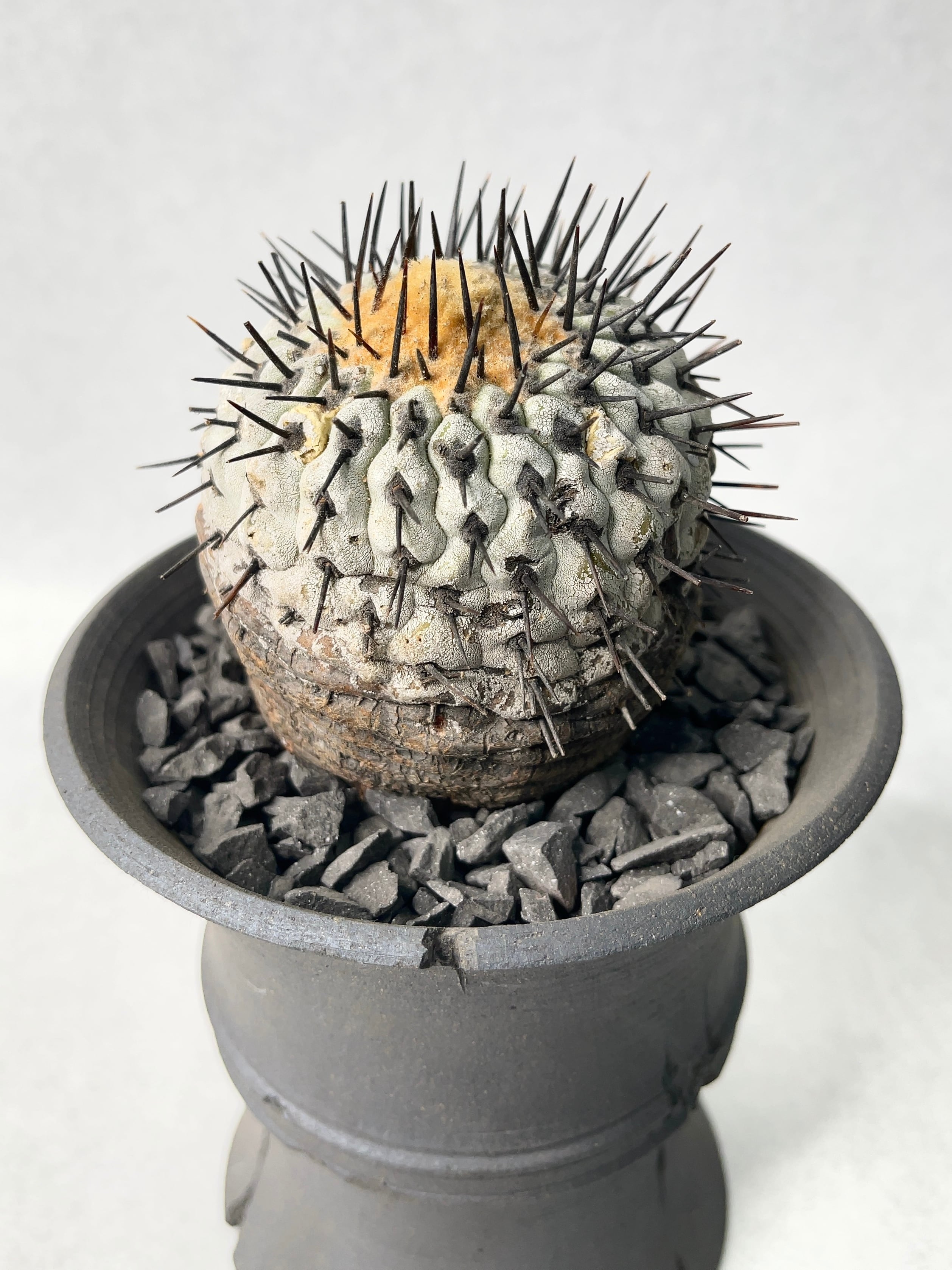 コピアポア・黒王丸 | trigger