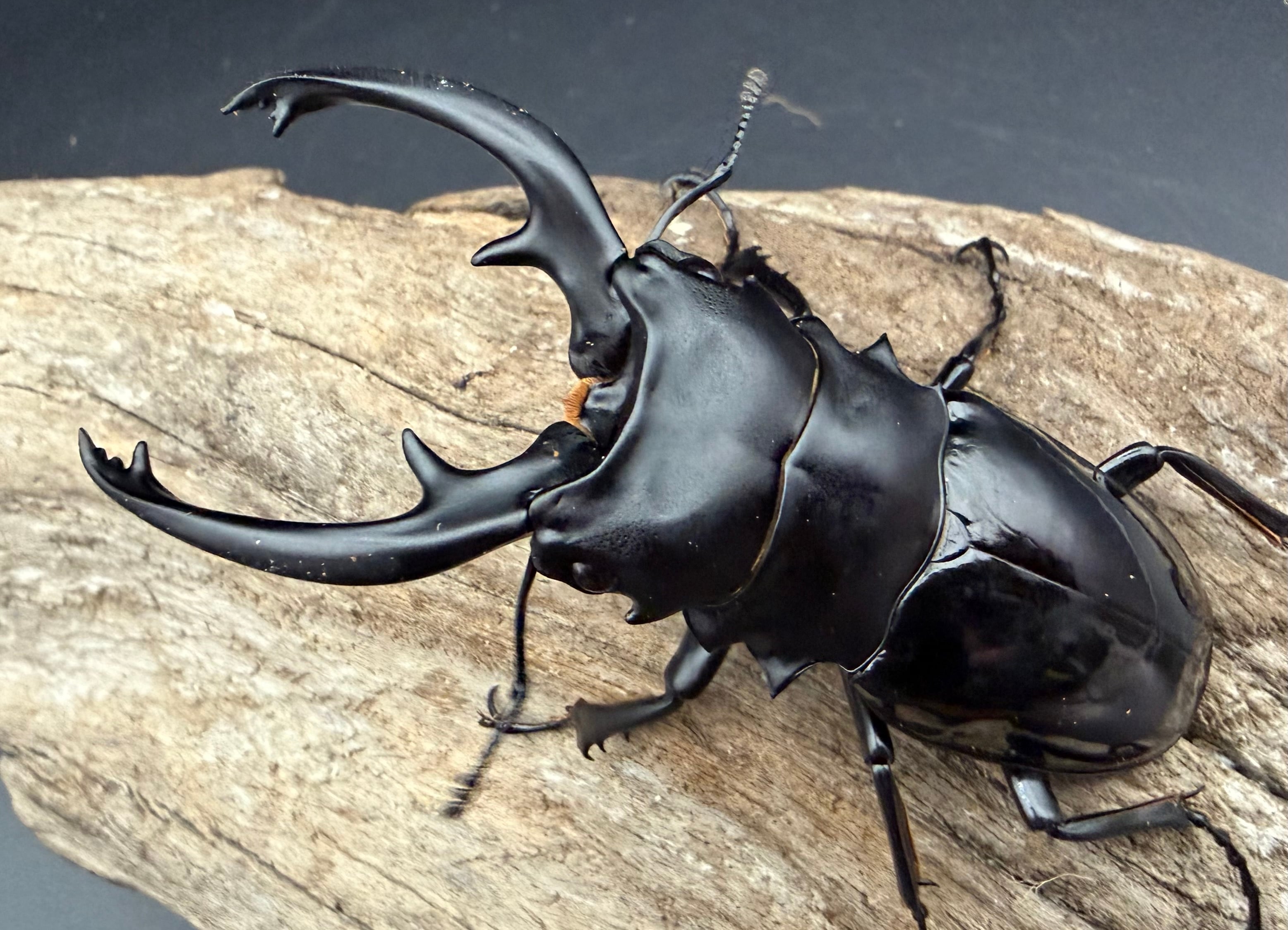 ツヤクワガタの仲間 | KPW公式オンラインショップ