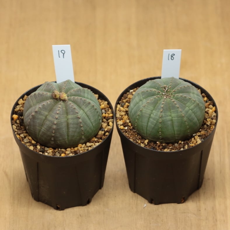 販売済み：オベサ 図鑑】【お得な雄雌ペアセット】Euphorbia Obesa