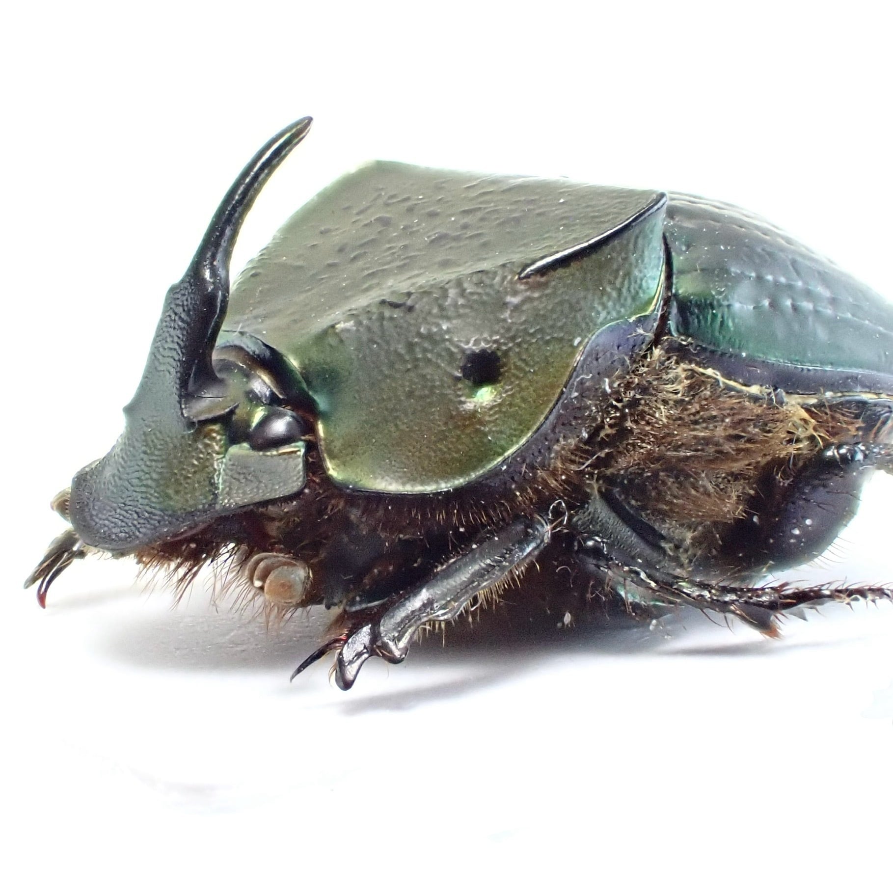 ニジダイコクの仲間 | 昆虫標本 Diggers & Rollers