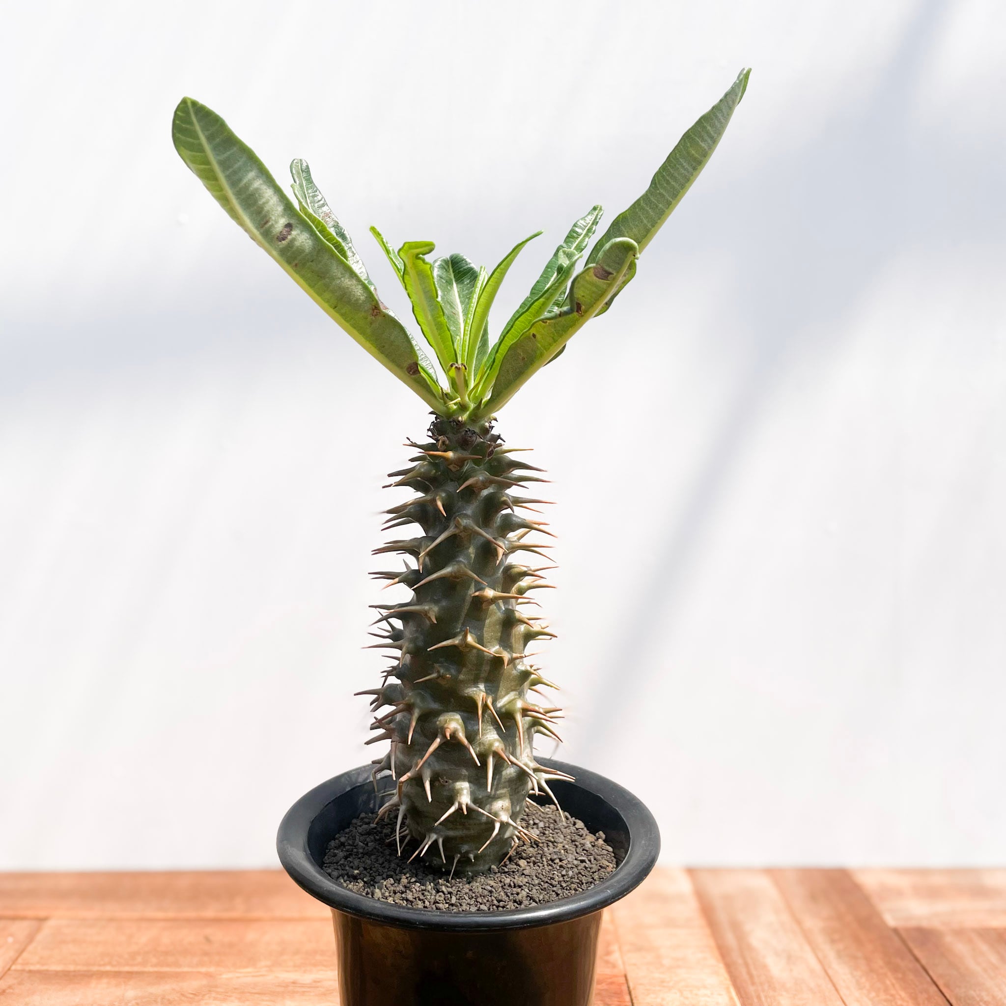 Pachypodium ambongense【パキポディウム・アンボンゲンセ・実生