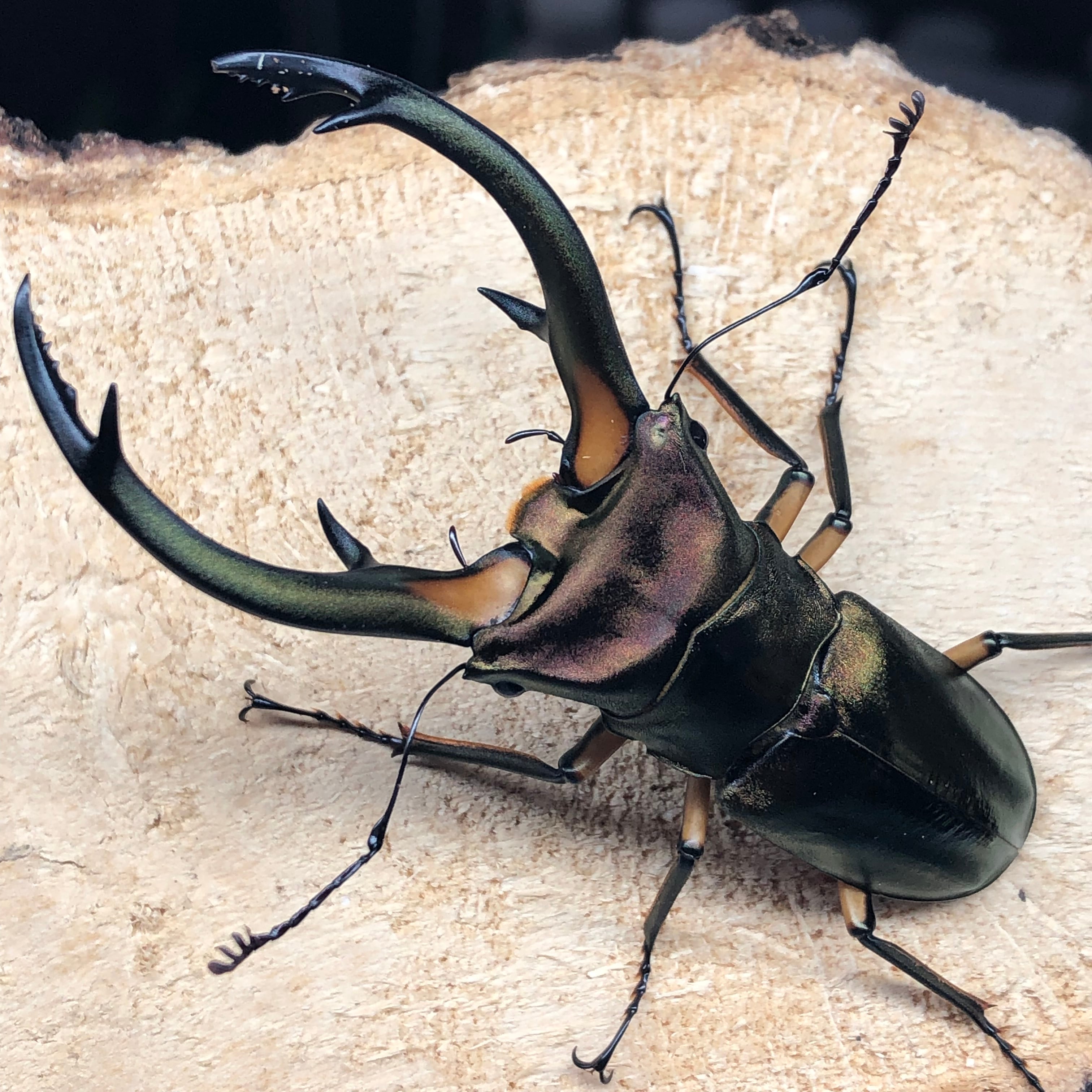 82mmA-ペア】 Wildエラフスホソアカクワガタ | ドルクスあかね