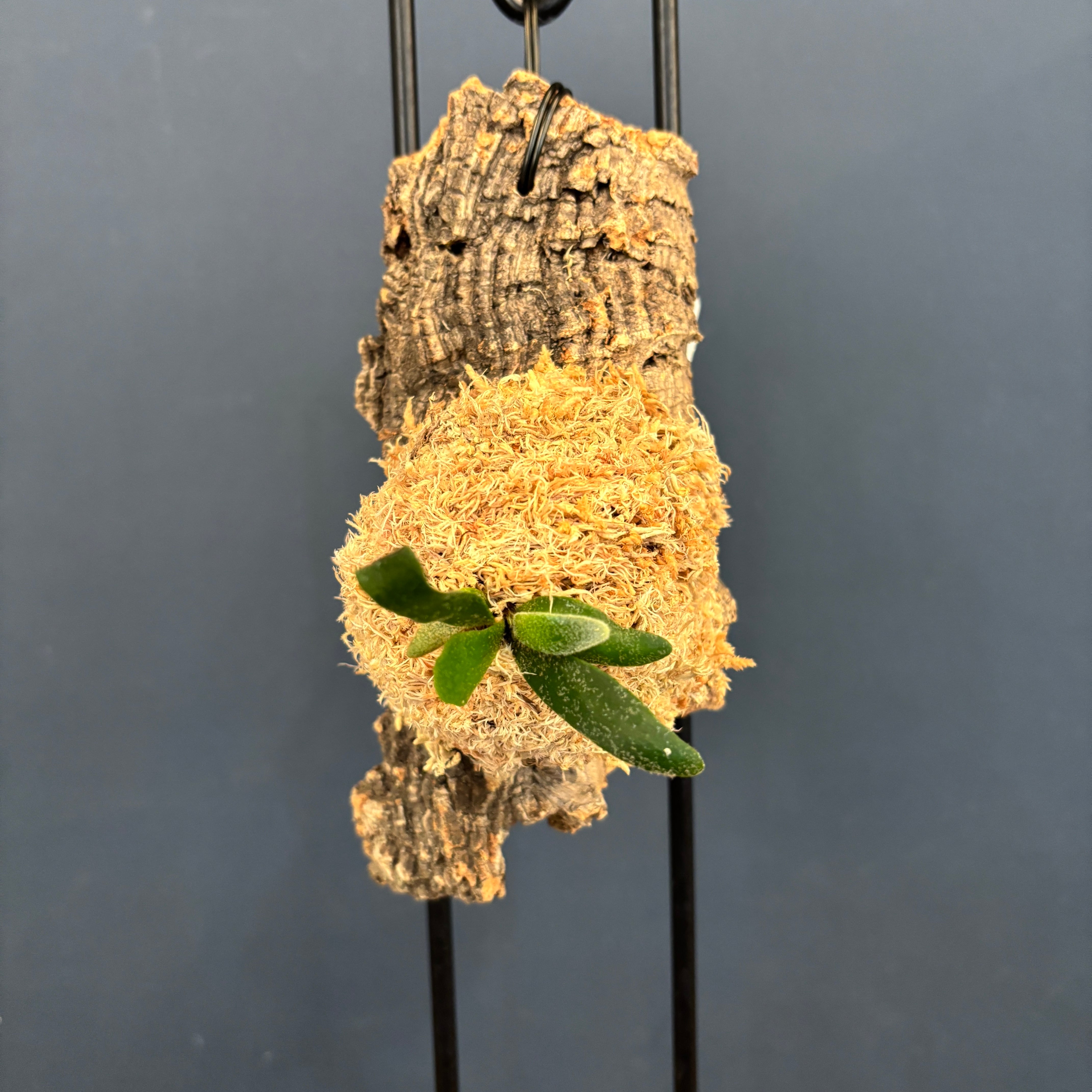 ビカクシダ バクテリア P. willinckii 'Bacteria' spore コルク仕立て