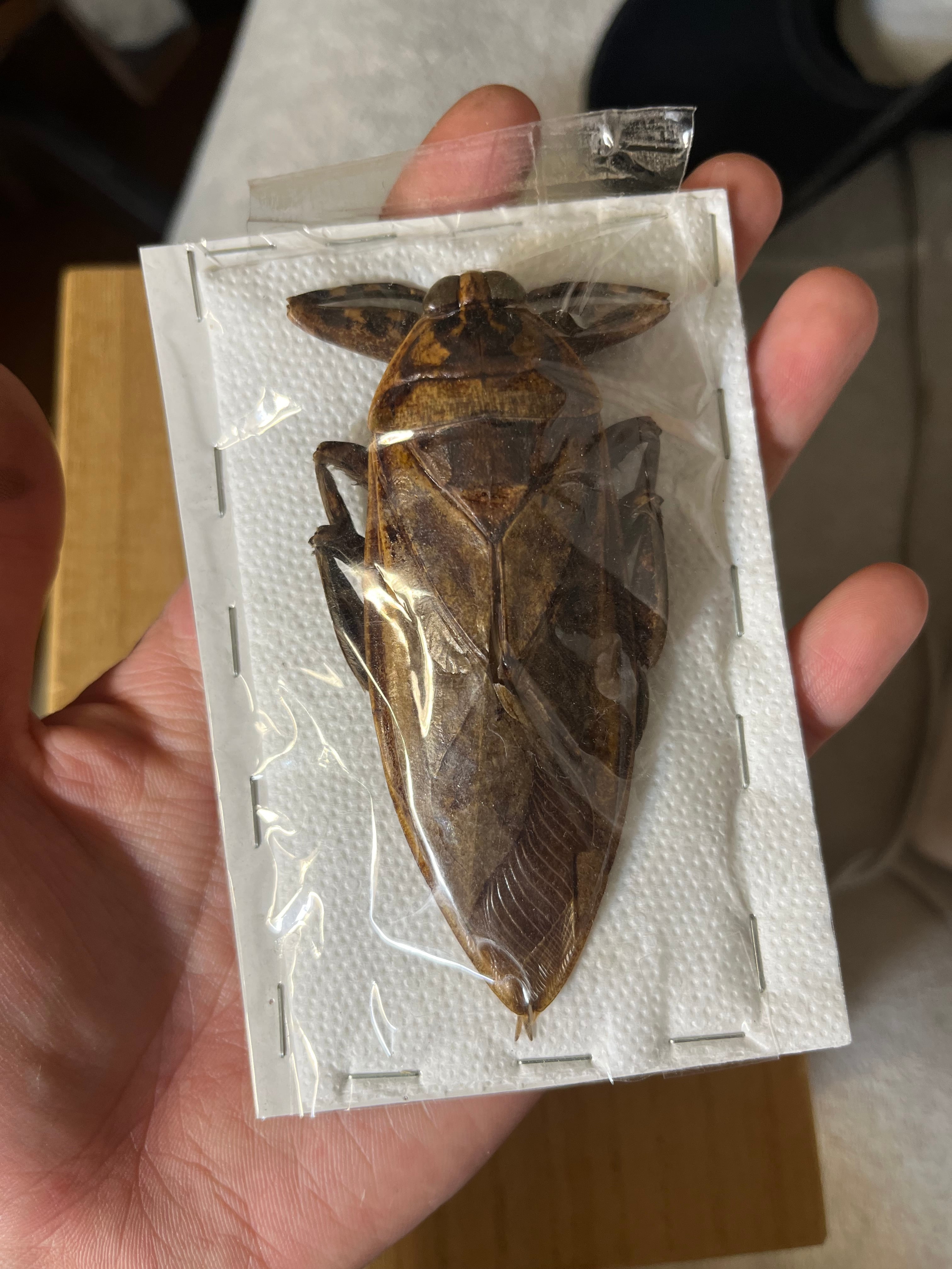 95mm】ナンベイオオタガメLethocerus maximusの標本 タランチュラ