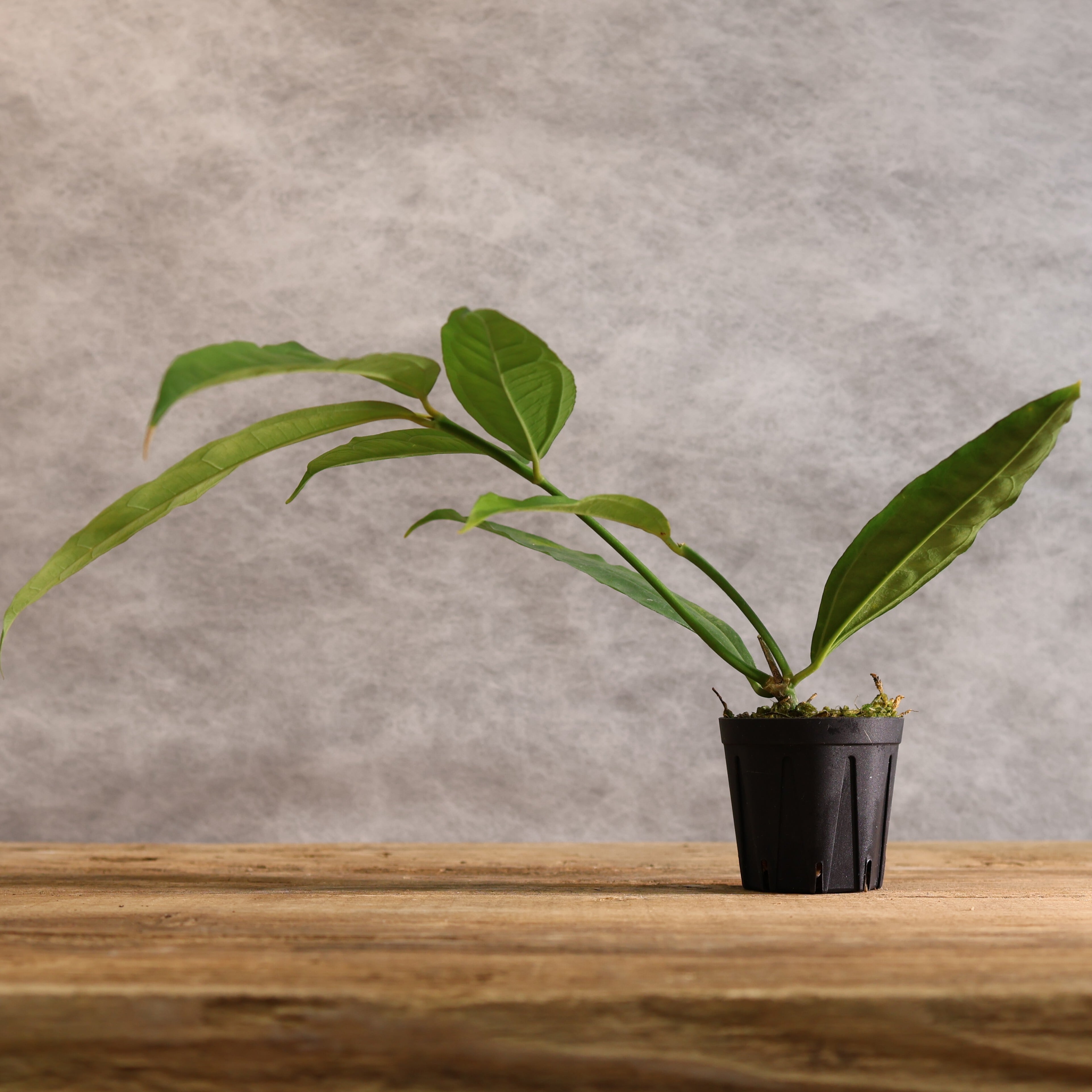 272 ボルネオ奥地の幻『ホヤ medinillifolia Kapuas Hulu』｜観葉植物