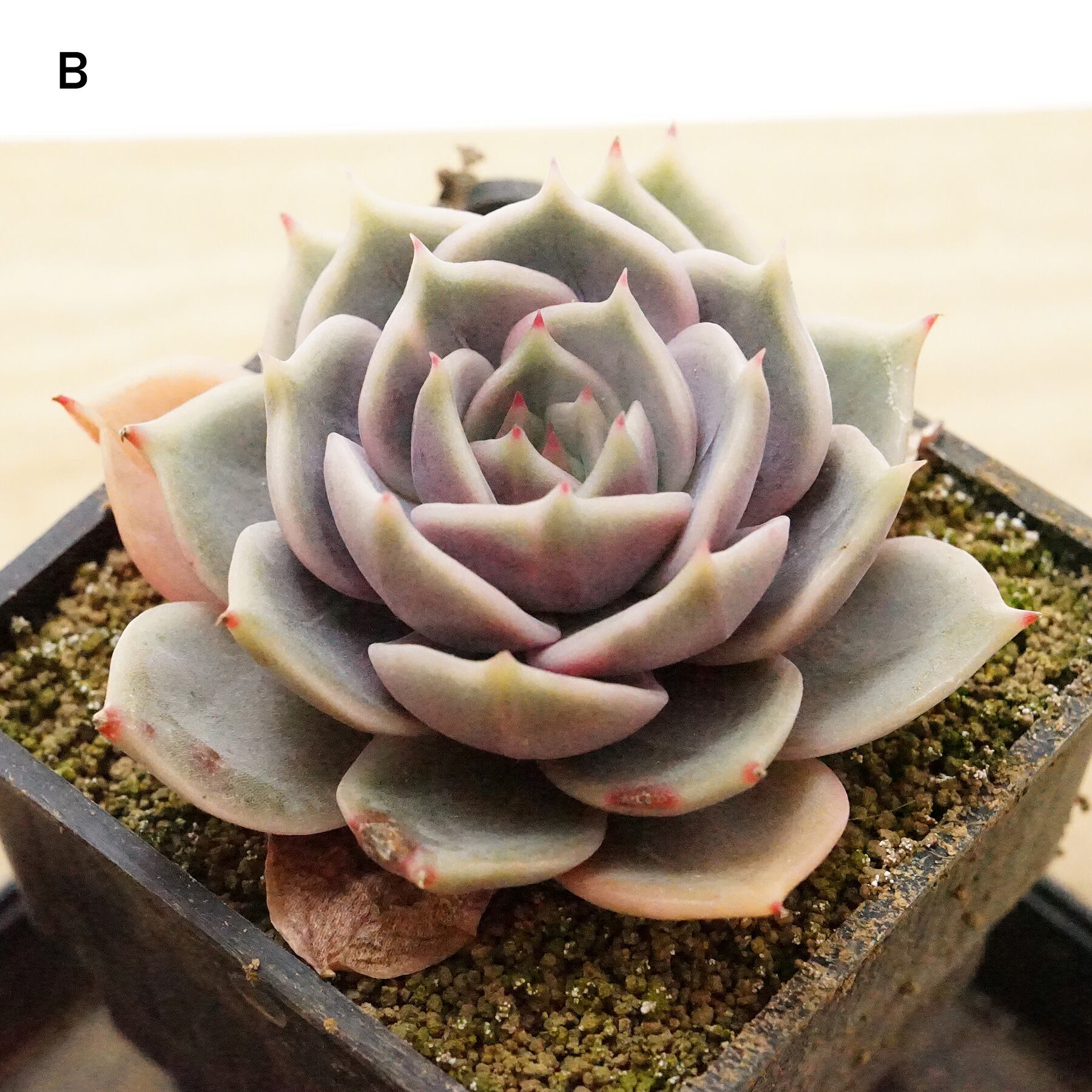 PREMIUM】 抜き苗 レイクバイカル錦 アイボリー斑 Echeveria 'Lake