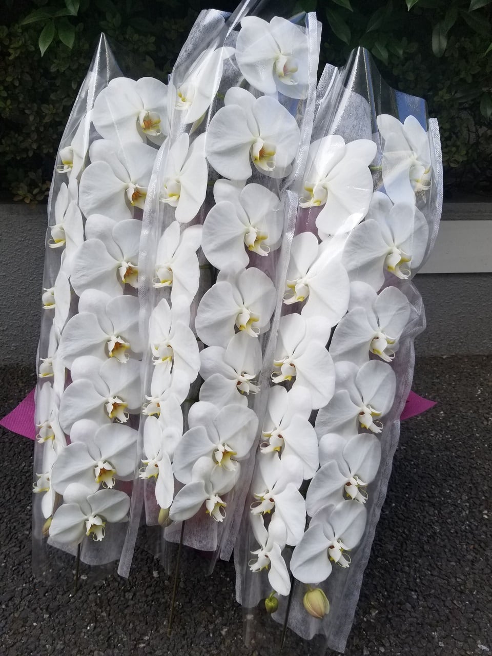 生花 花鉢】胡蝶蘭 3本立ちロングタイプ | 胡蝶蘭＆プリザーブド