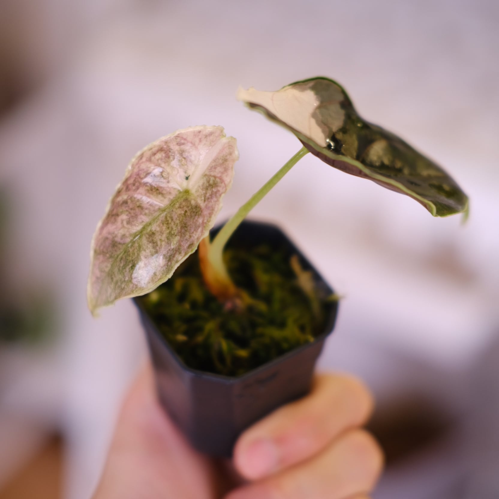 アロカシア アズラニー アルボ│Alocasia azlanii albo│観葉植物