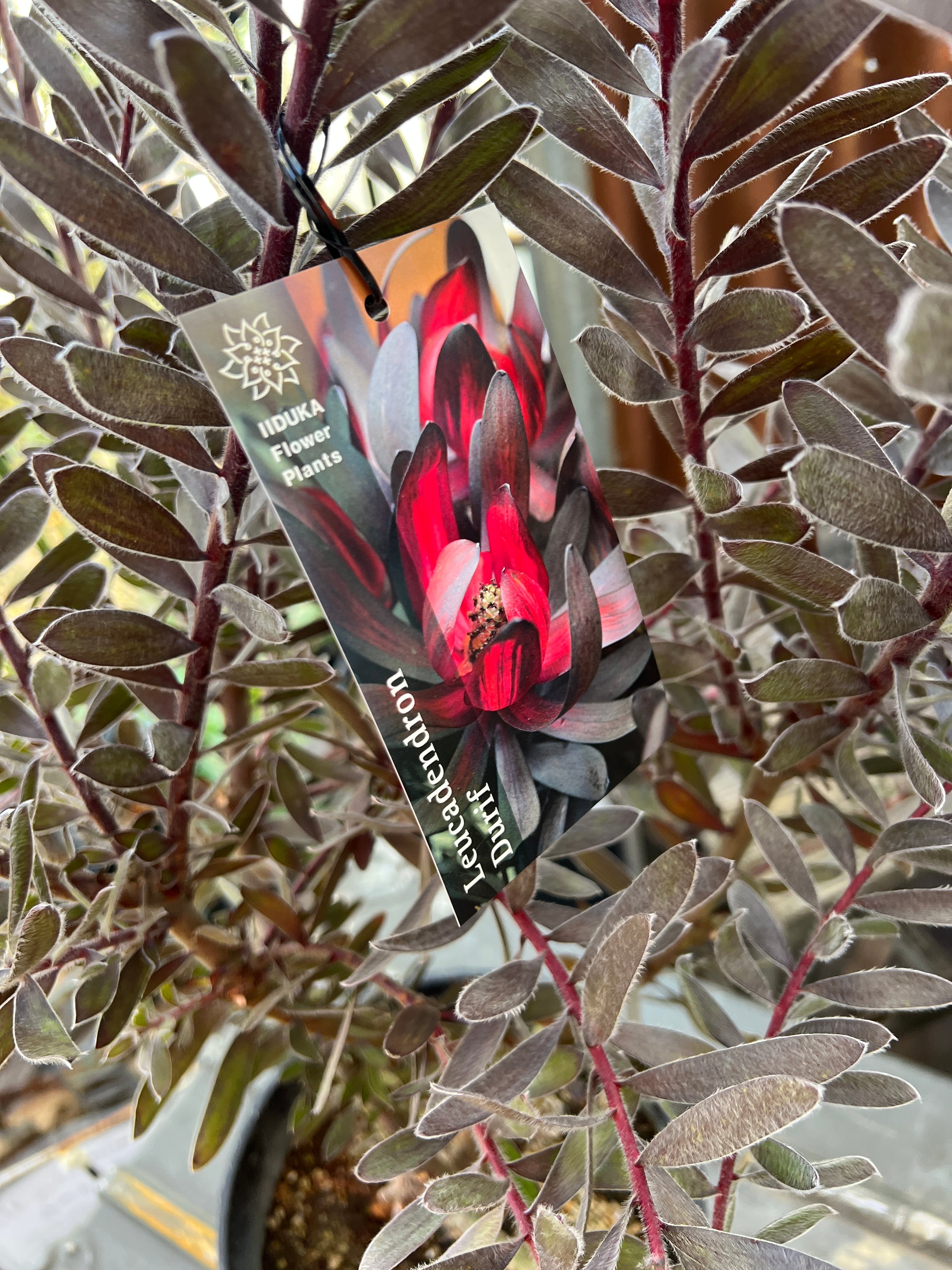 リューカデンドロン デュリフ（特大） | 沼ノ上農園