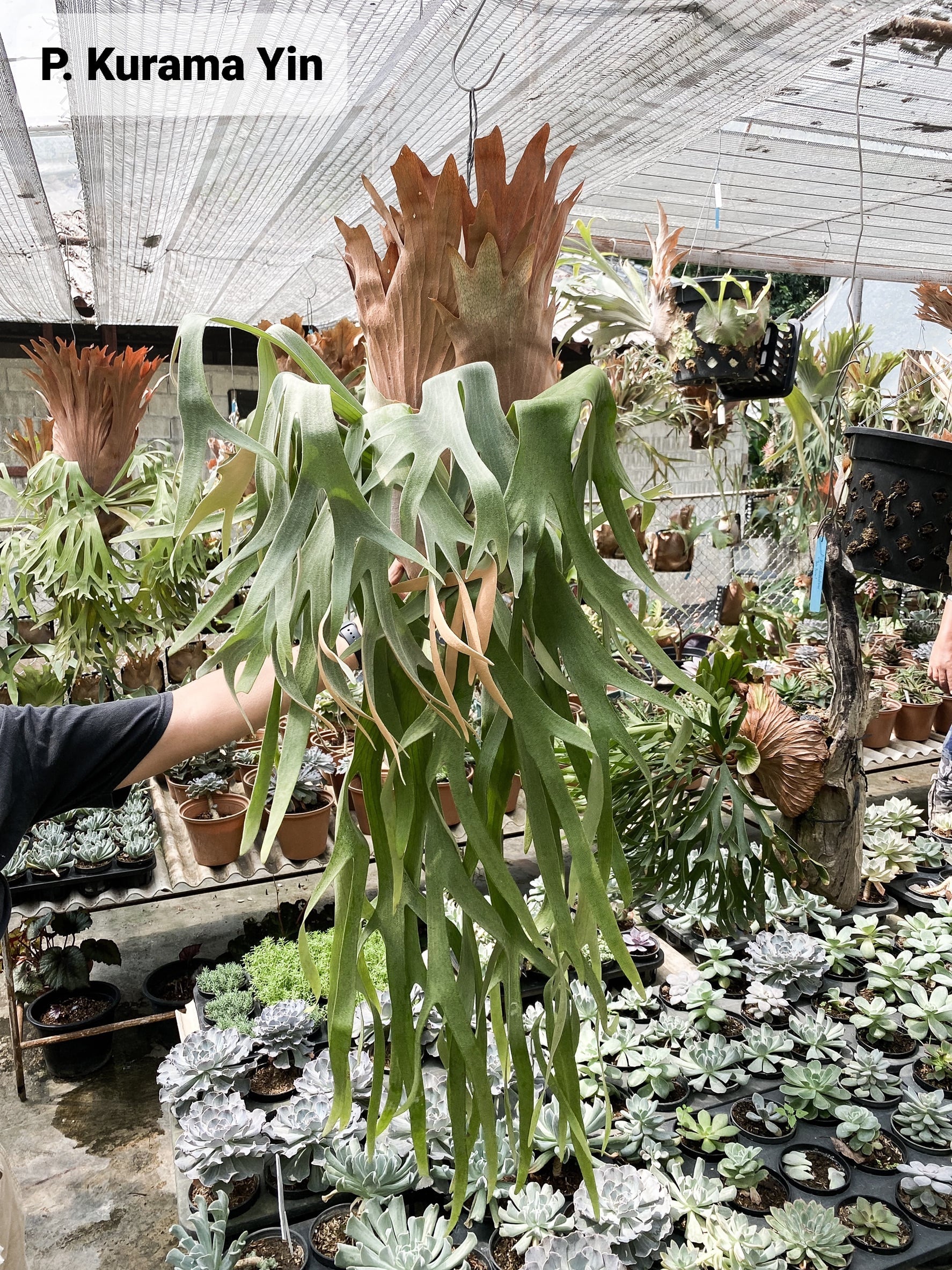 P.Kurama Yin 【artPLANTs】ビカクシダ/Platycerium | artPLANTs