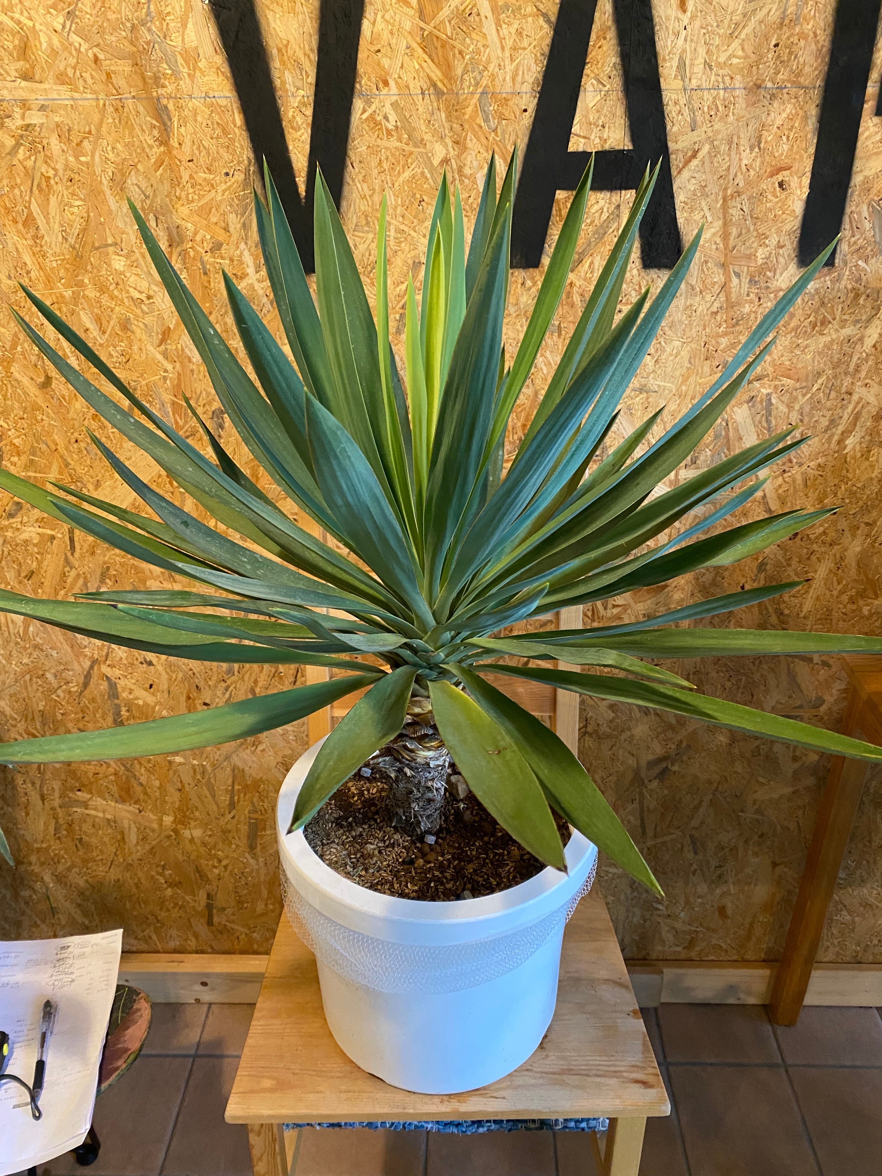 ユッカ グロリオサ 本体60cm W 80cm 口径26cm | Garden Varejo