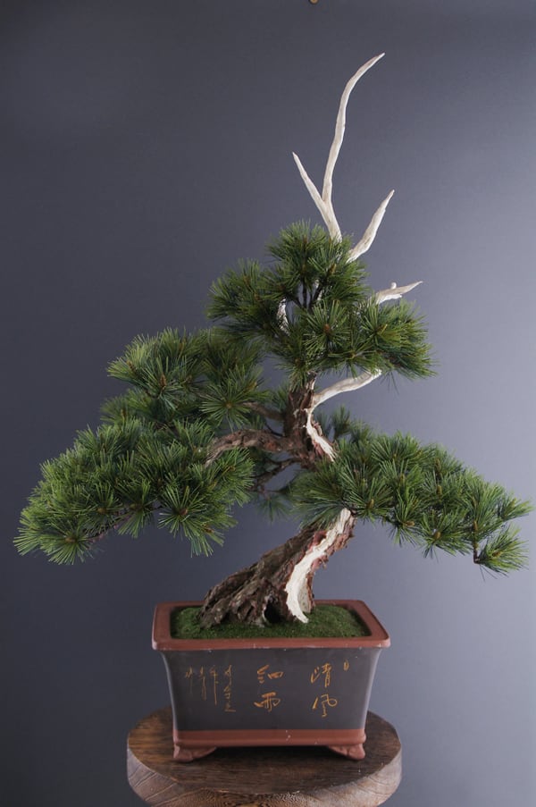 盆栽 模様木（神舎利付） Pinetree Bonsai #3 | Oh! BONSAI