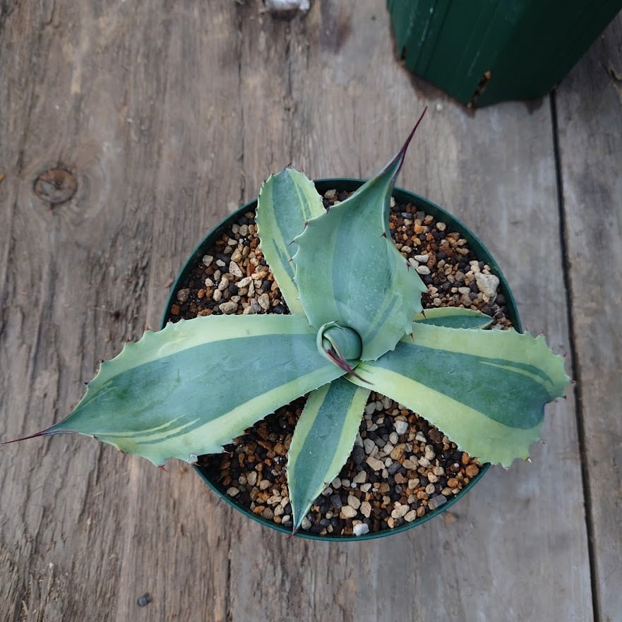 アガベ オバティフォリア オルカ 1 Agave ovatifolia variegated 'ORCA