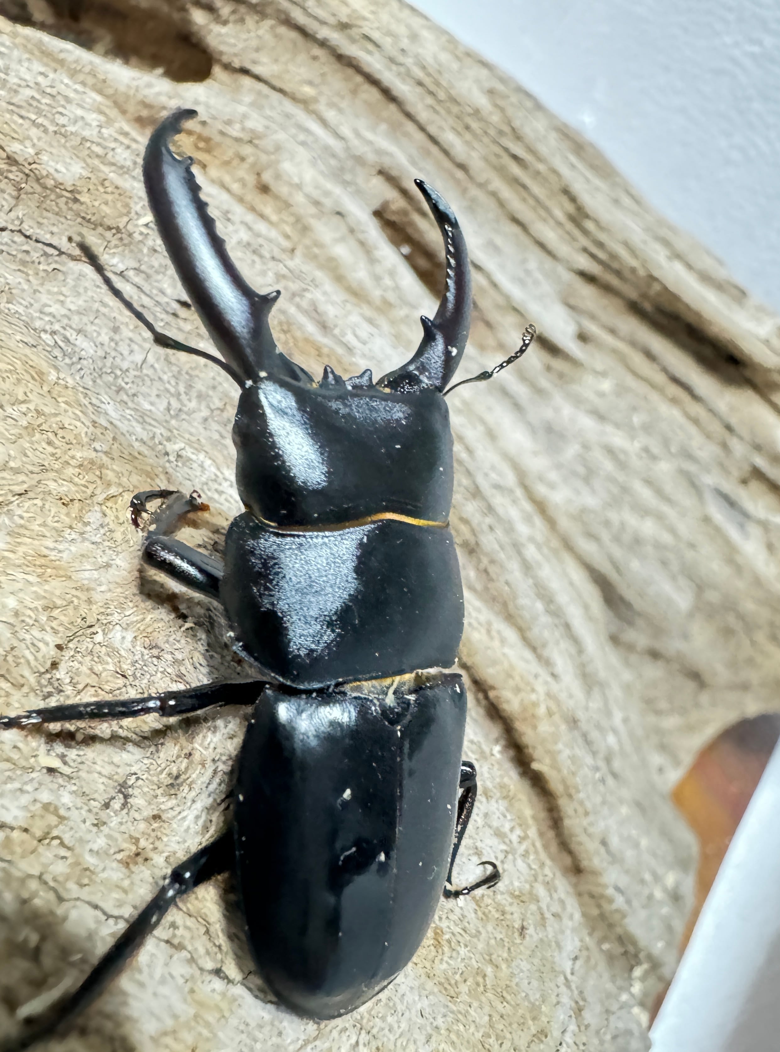 対馬】 チョウセンヒラタクワガタ ペア 【離島】 | KUWAGATA-PANDA