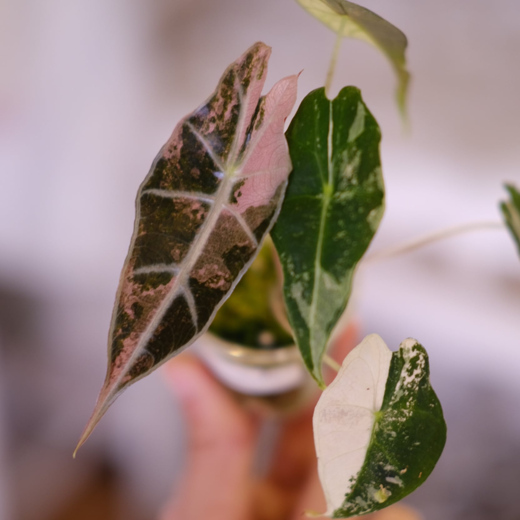 Alocasia Amazonica Polly Pink varigated⑤│アロカシア アマゾニカ