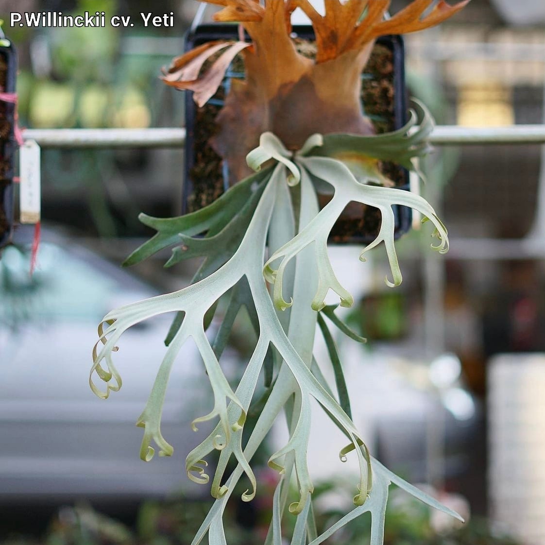 P.Willinckii cv. Yeti 【artPLANTs】ビカクシダ/Platycerium