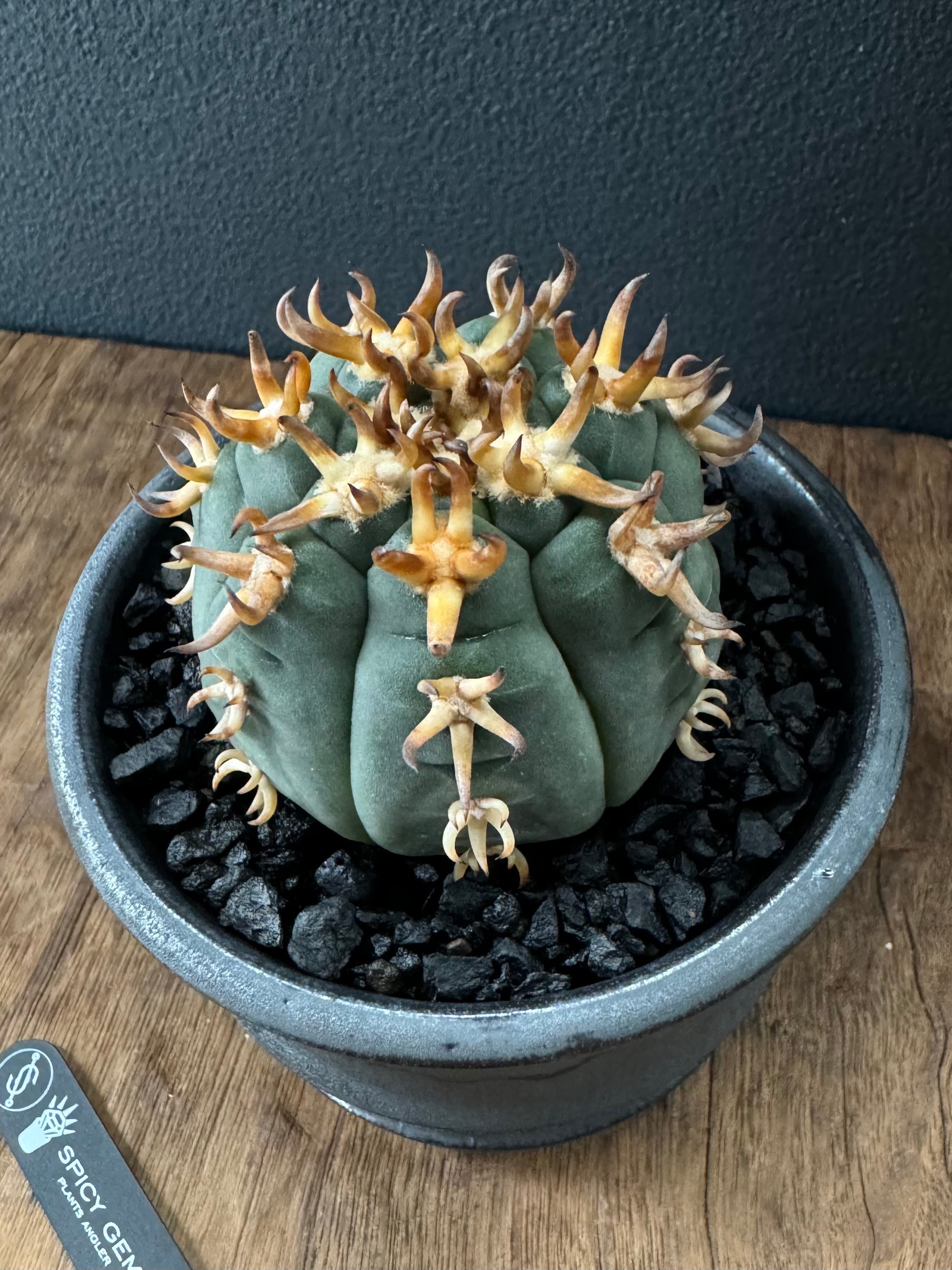 spicygem spicy gem studs pot 植木鉢 特注 大鉢 spicygem spicy gem