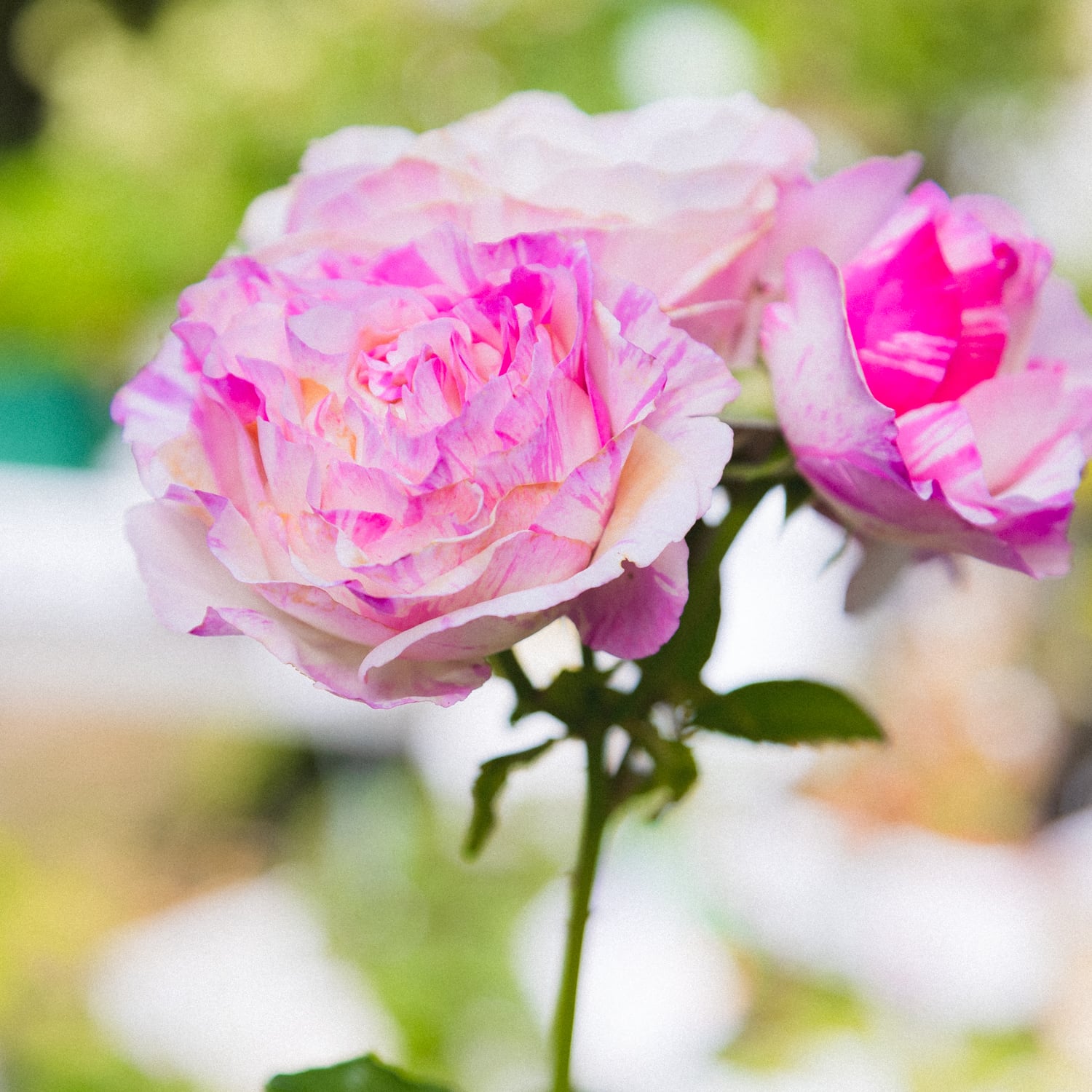 再入荷‼️超希少 奇跡のバラ 強香 バラ カメオ 5寸○四季咲き 絞り