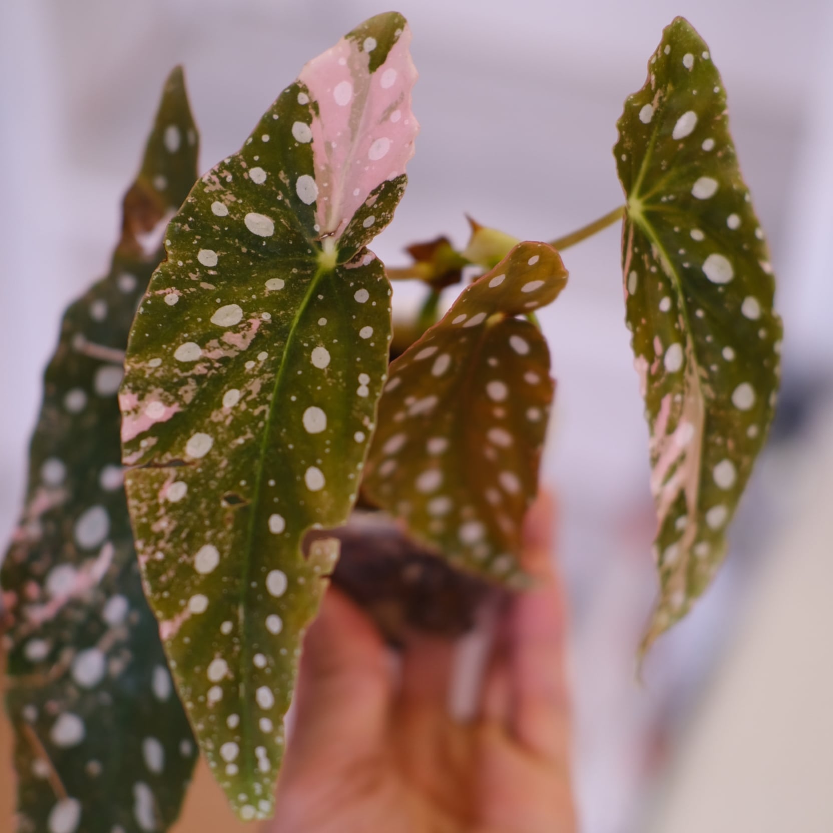 Begonia maculata variegata 'Pink'｜ベゴニア マクラータ ピンク