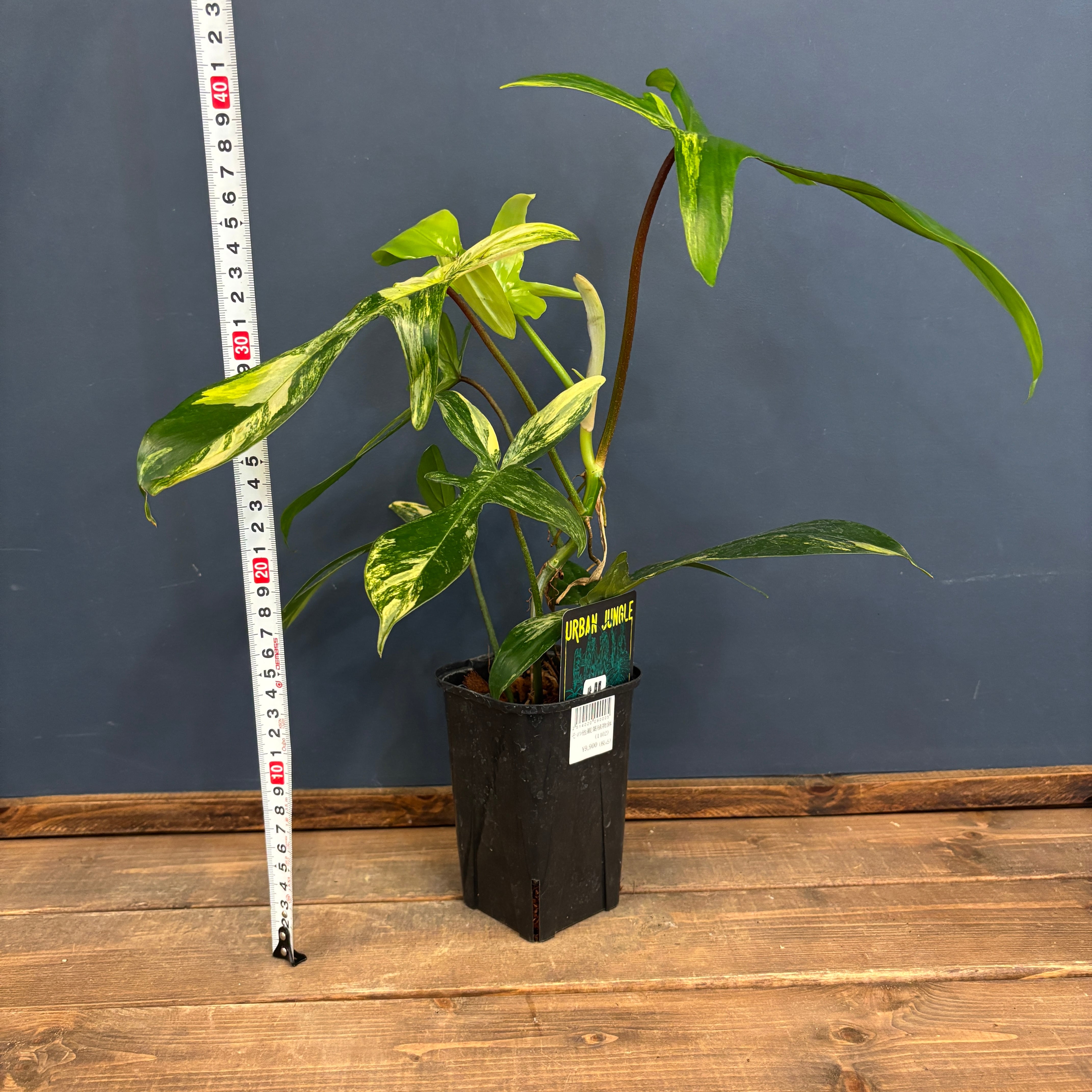 フィロデンドロン フロリダビューティー【807】 | PROTOLEAF プロトリーフ