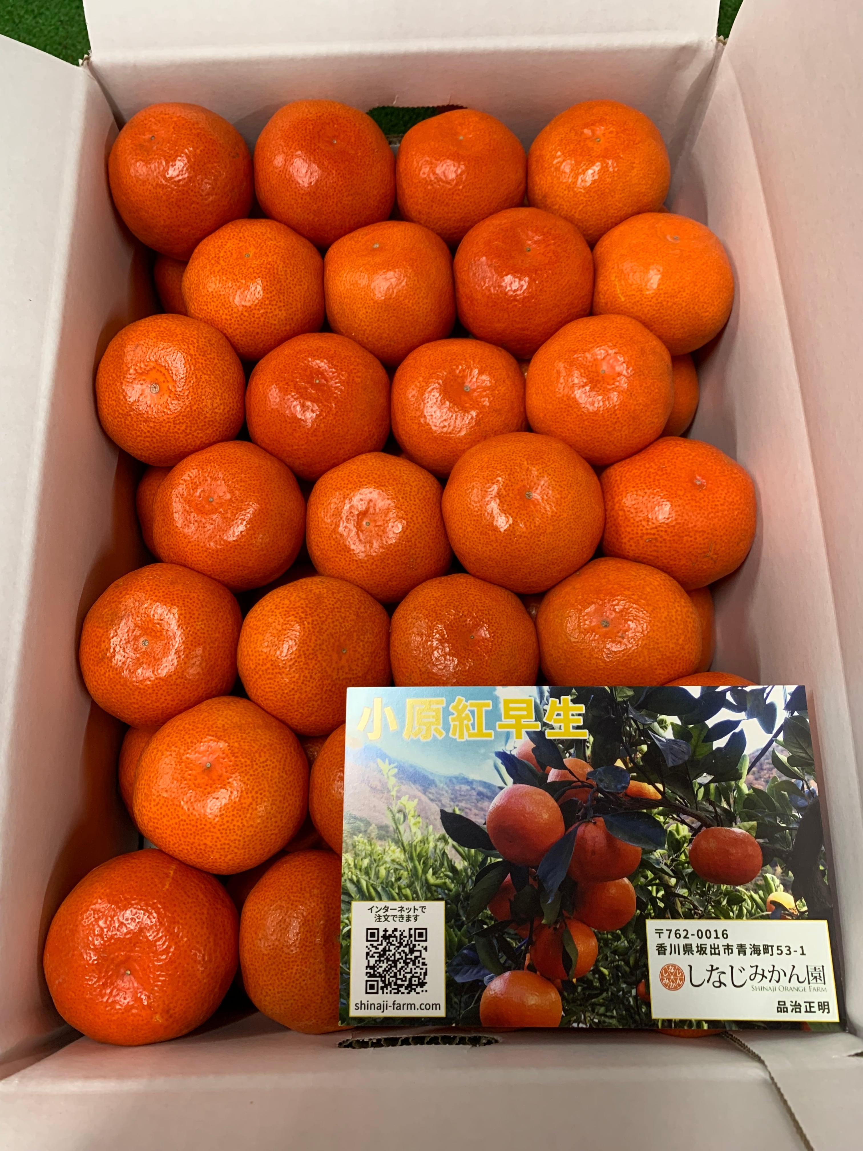 kazuページB・混合梱包品「小原紅早生3年生」＋「みはや」1本・合計2