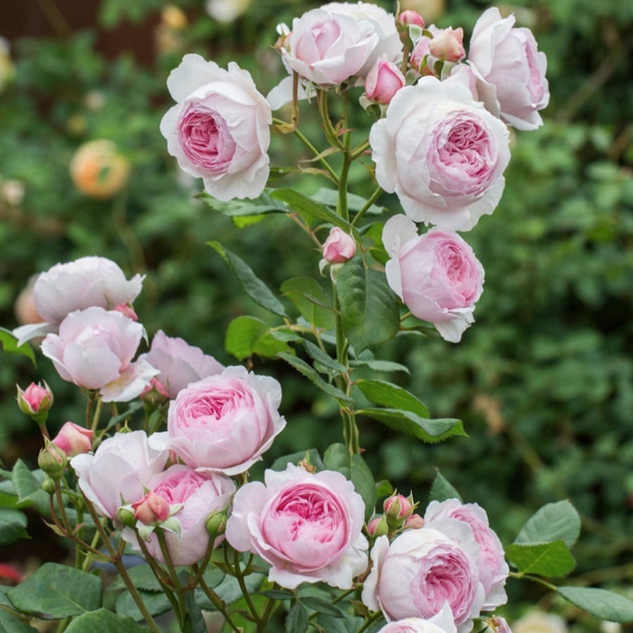 ジェフ ハミルトン | 天空のバラ園(無農薬バラ苗・花苗・クレマチス