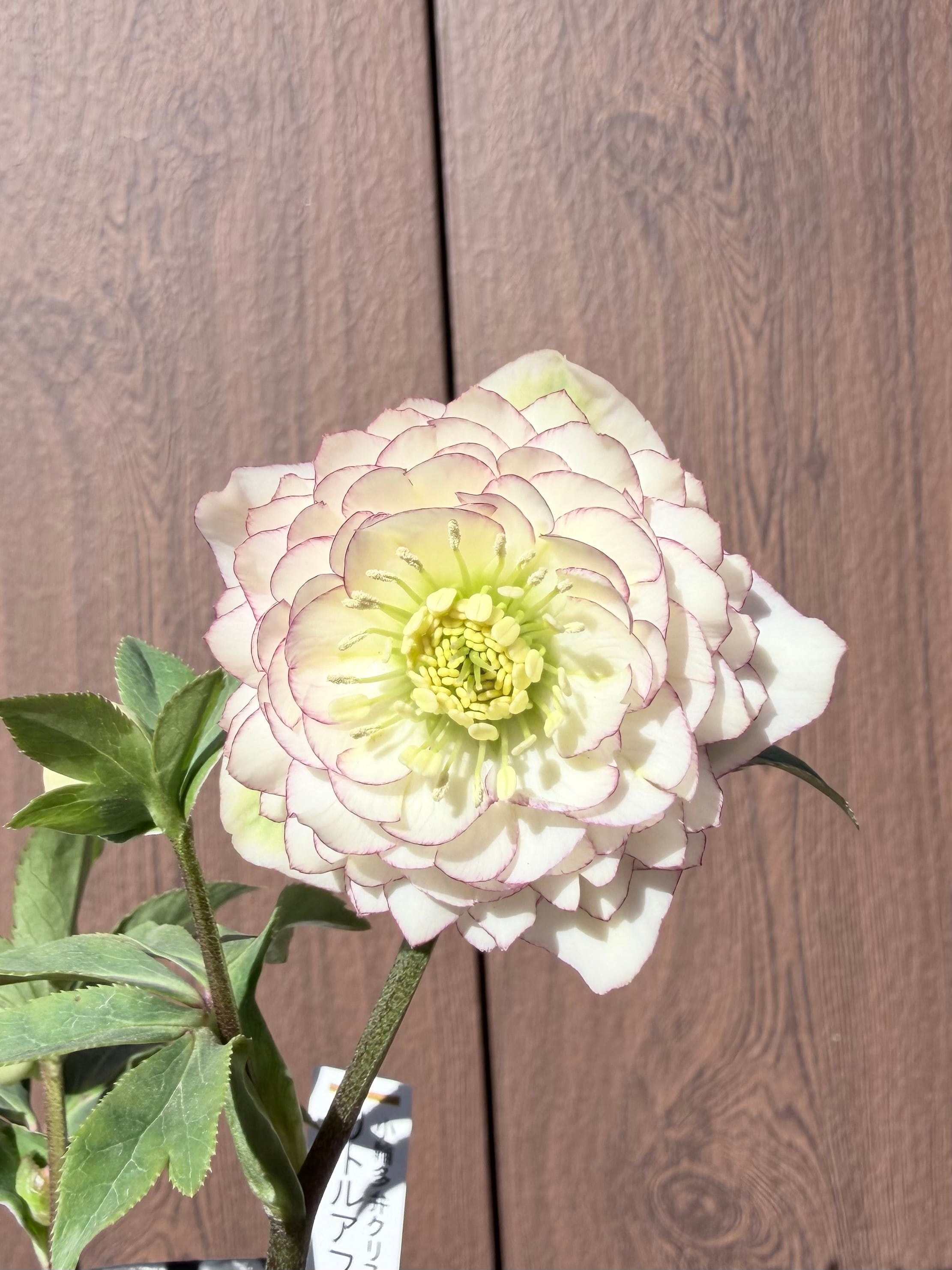 キラメキ☆チョコレート 加藤農園 クリスマスローズ【ka64】送料無料