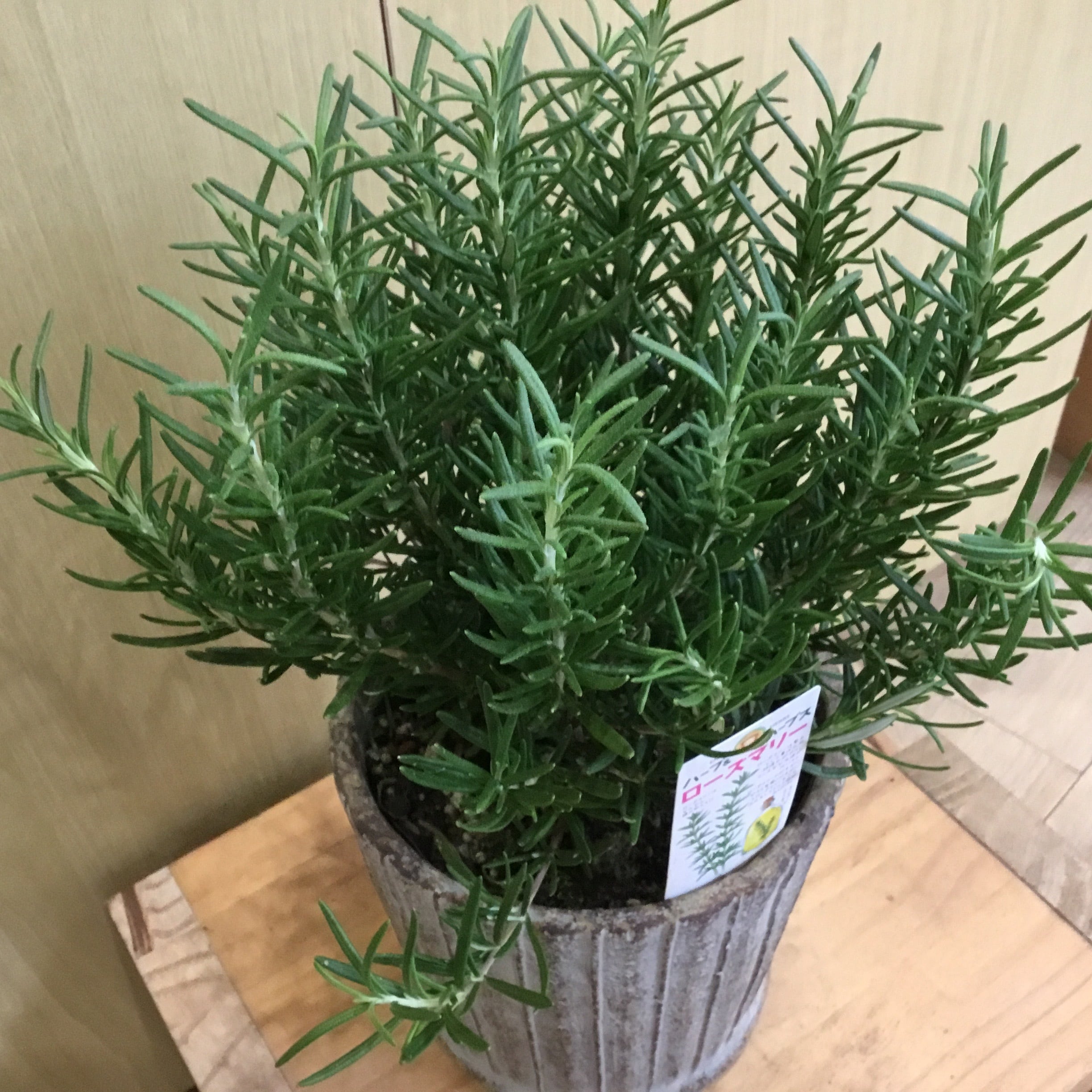 ローズマリー 5号鉢 | 趣味の園芸と陶器山竹