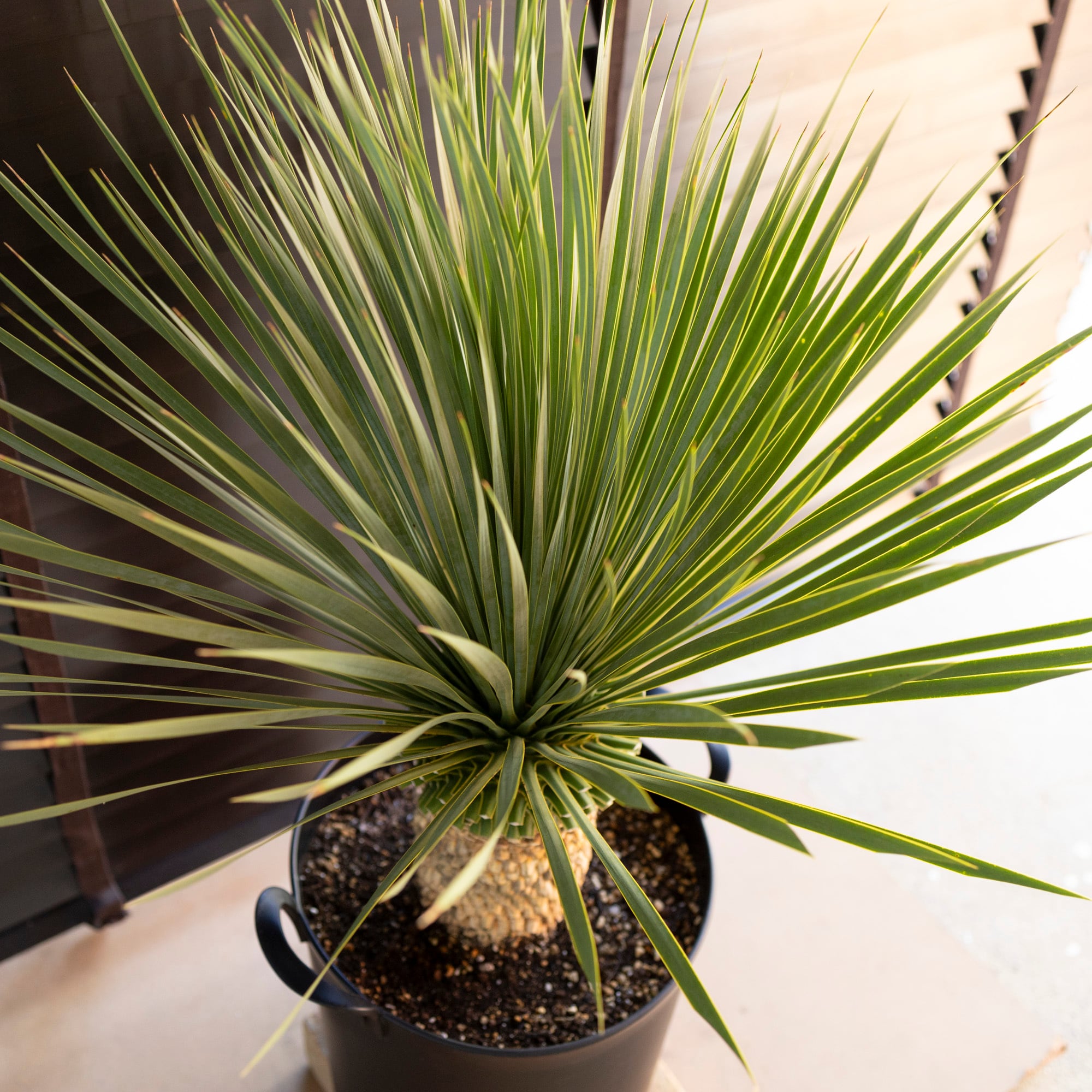 ユッカロストラータ 太株 (ち) ユッカロストラータ 太株 (ふ)