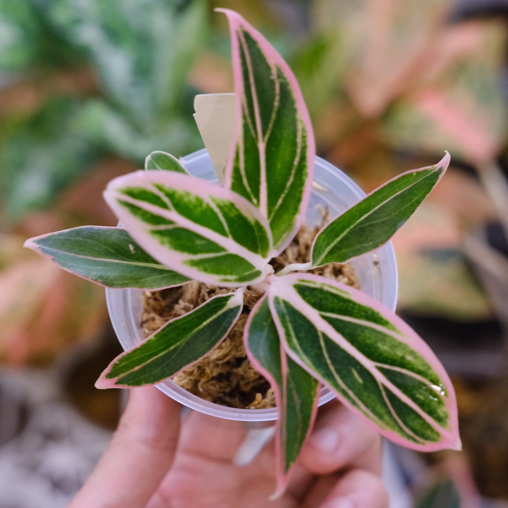 アグラオネマ ロータス ディライト / Aglaonema Lotus Delight②