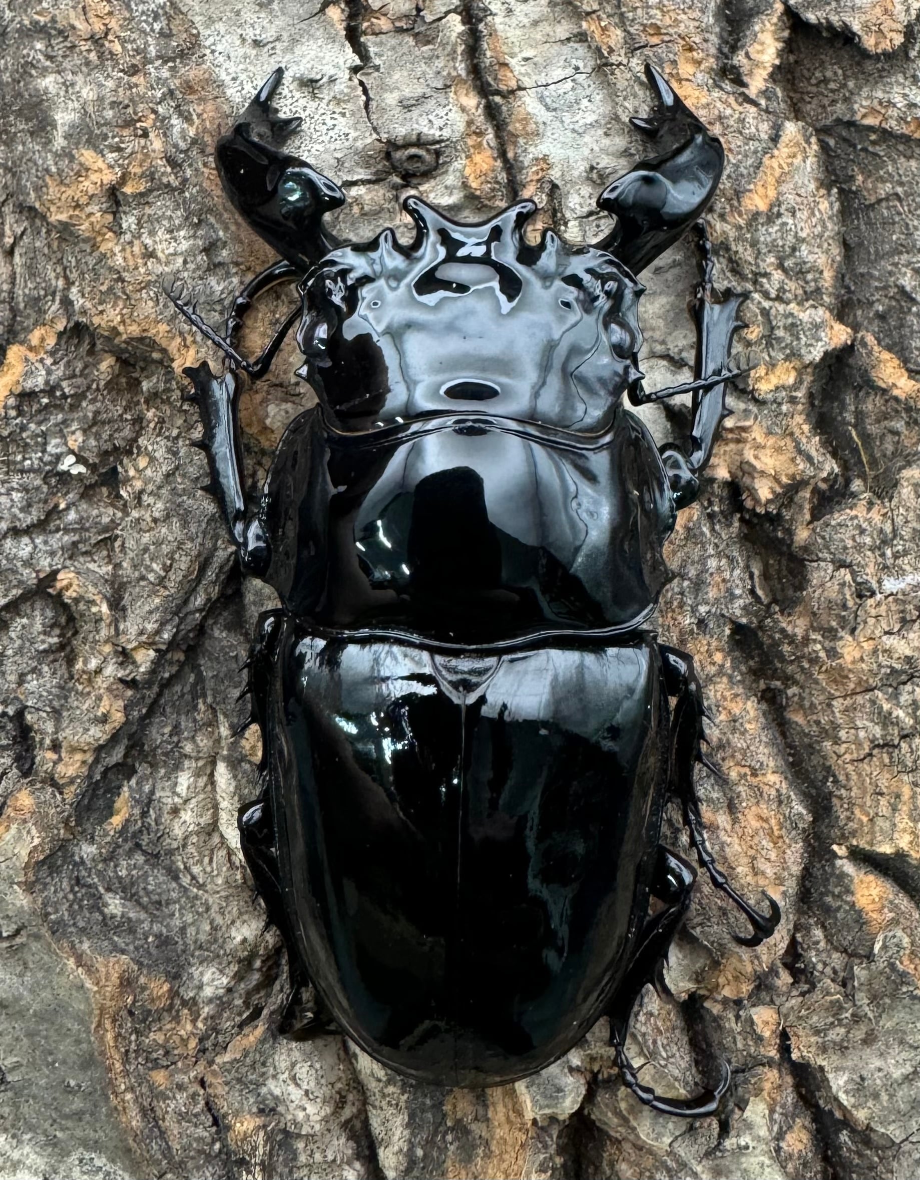 タランドゥスオオツヤクワガタ 78mm ペア》 | KPW公式オンラインショップ