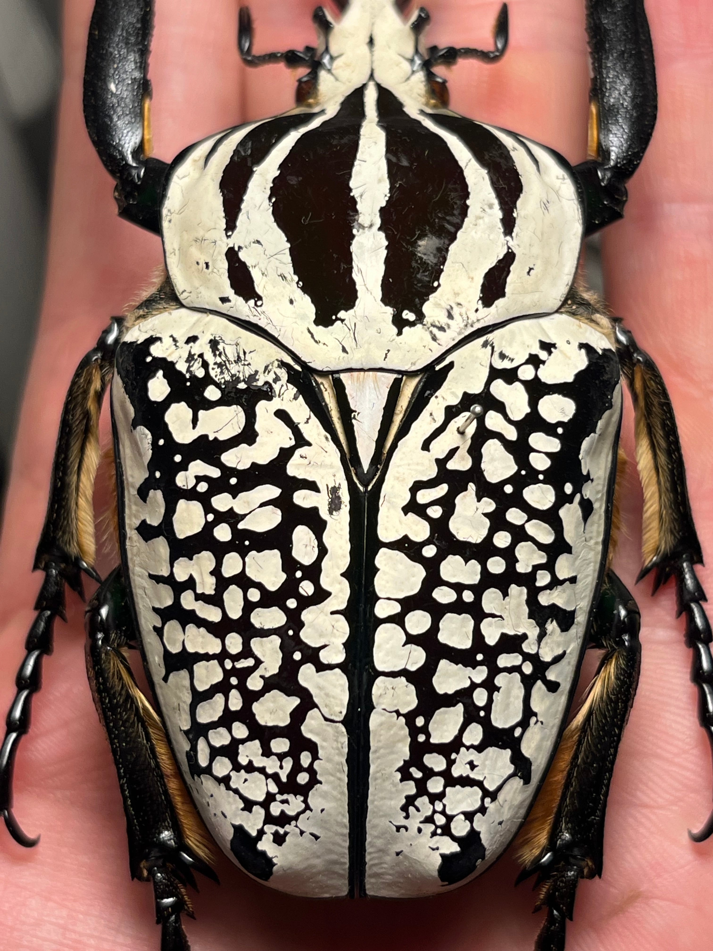 90mm】シラフゴライアスオオツノハナムグリ Goliathusorientalis